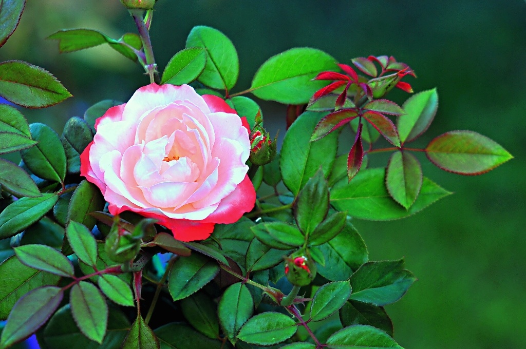 son tornate a fiorire le rose