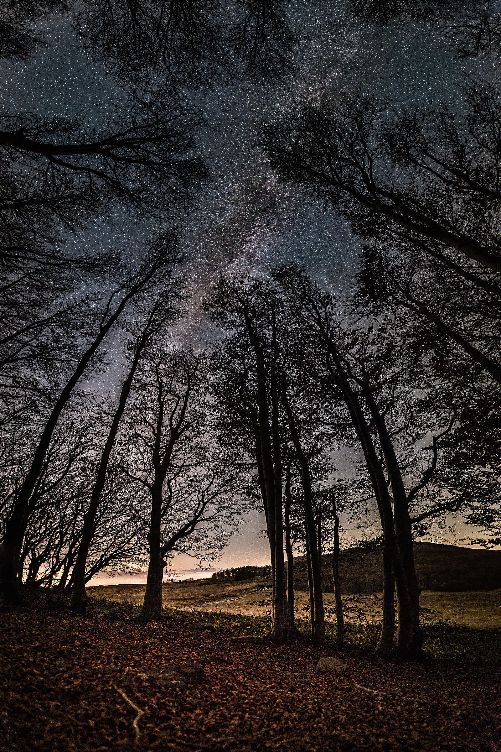 Colori nella foresta