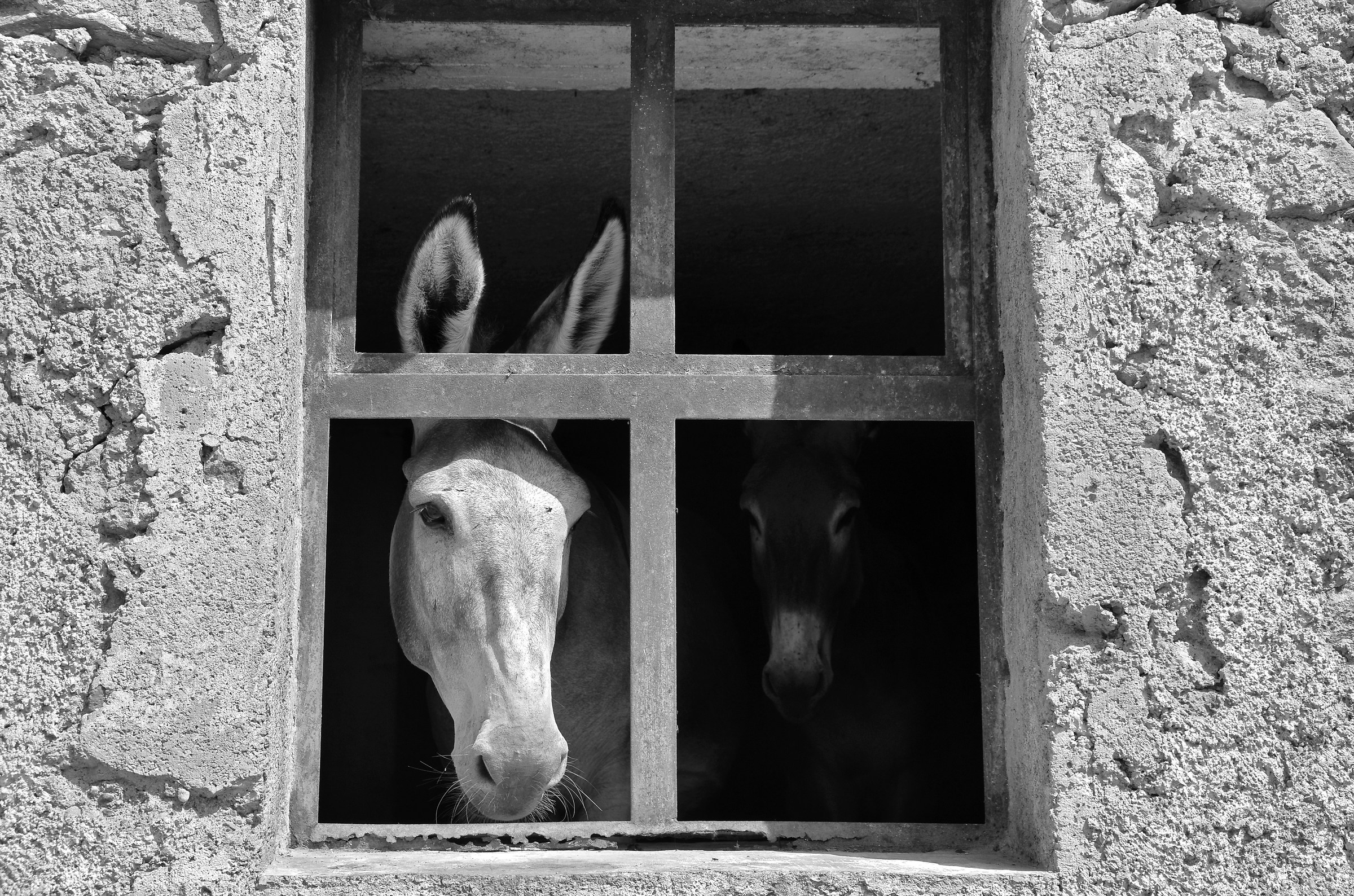 Asini alla finestra. Val Brembana