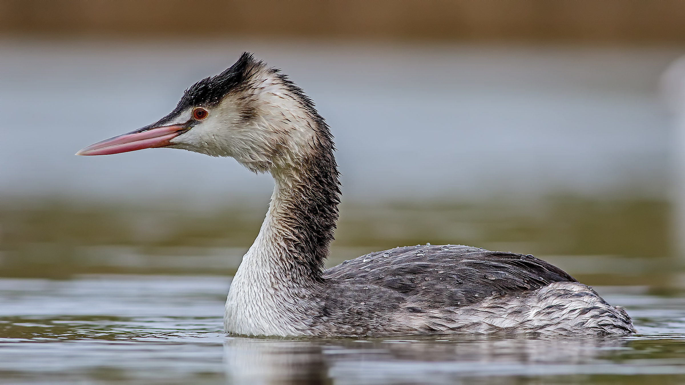 Great Crested Grebe