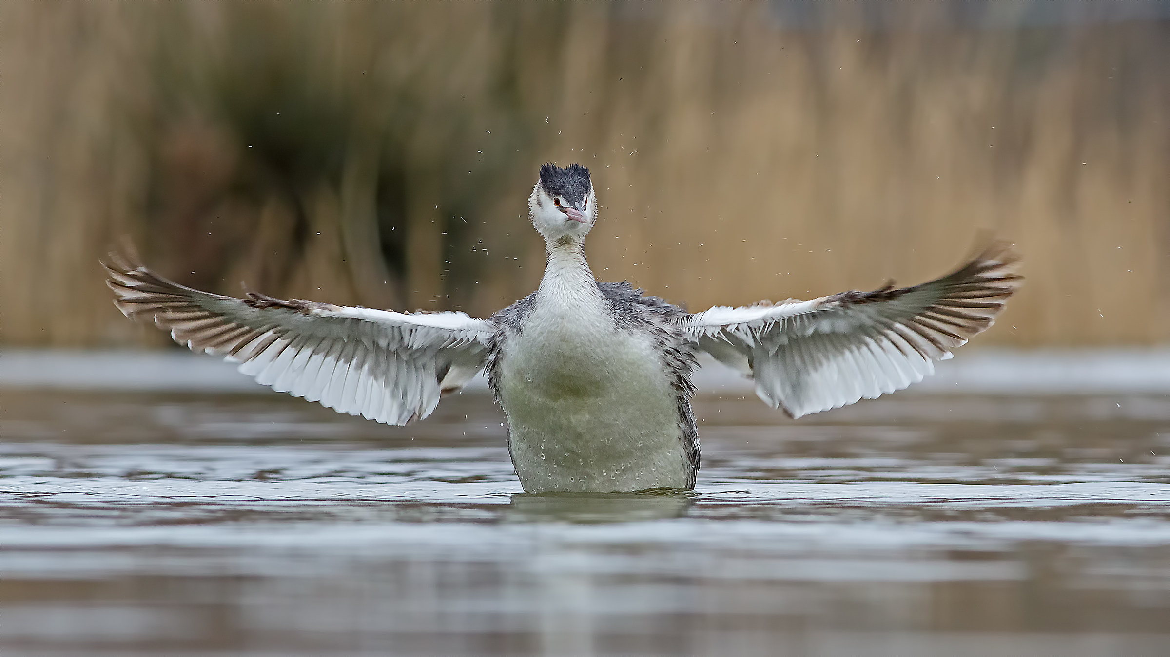Great Crested Grebe