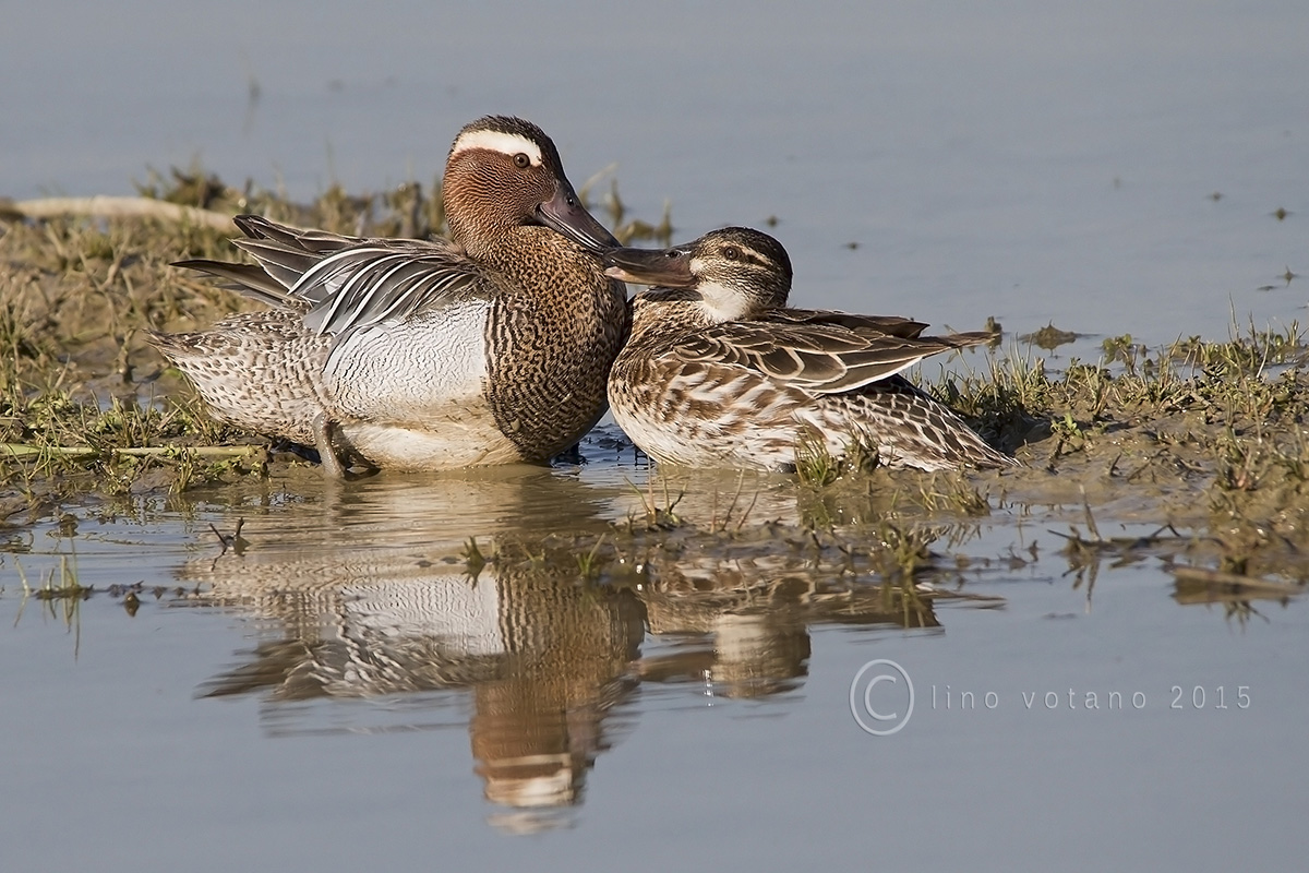 Garganey - and 'the hour of pampering!