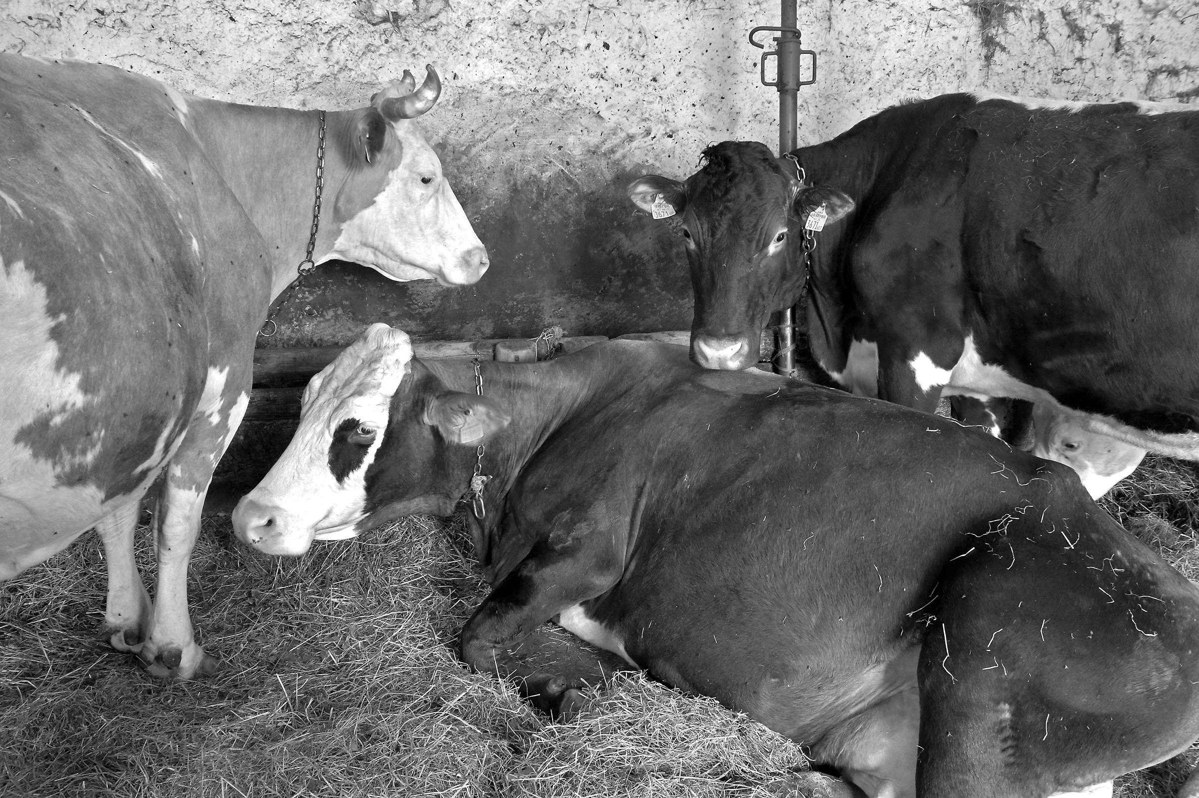 Cows in the barn. Val Brembana