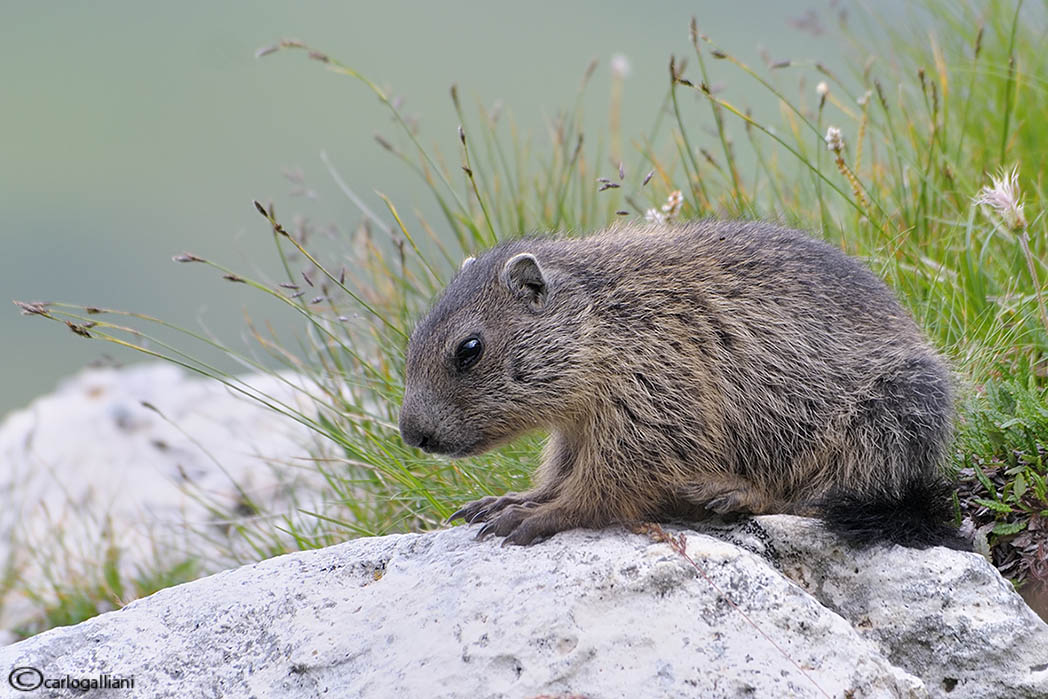 Young marmot