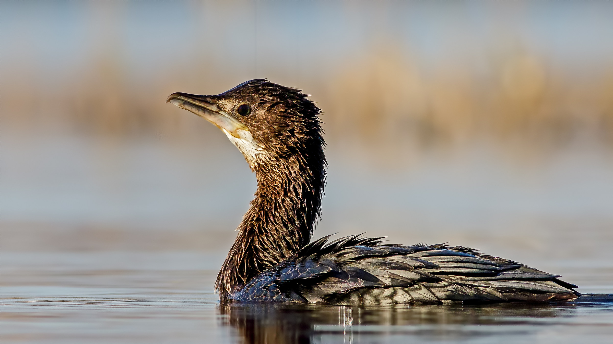 pygmy cormorant