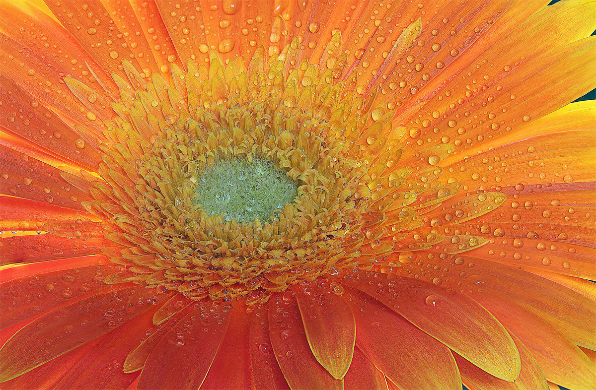 gerbera