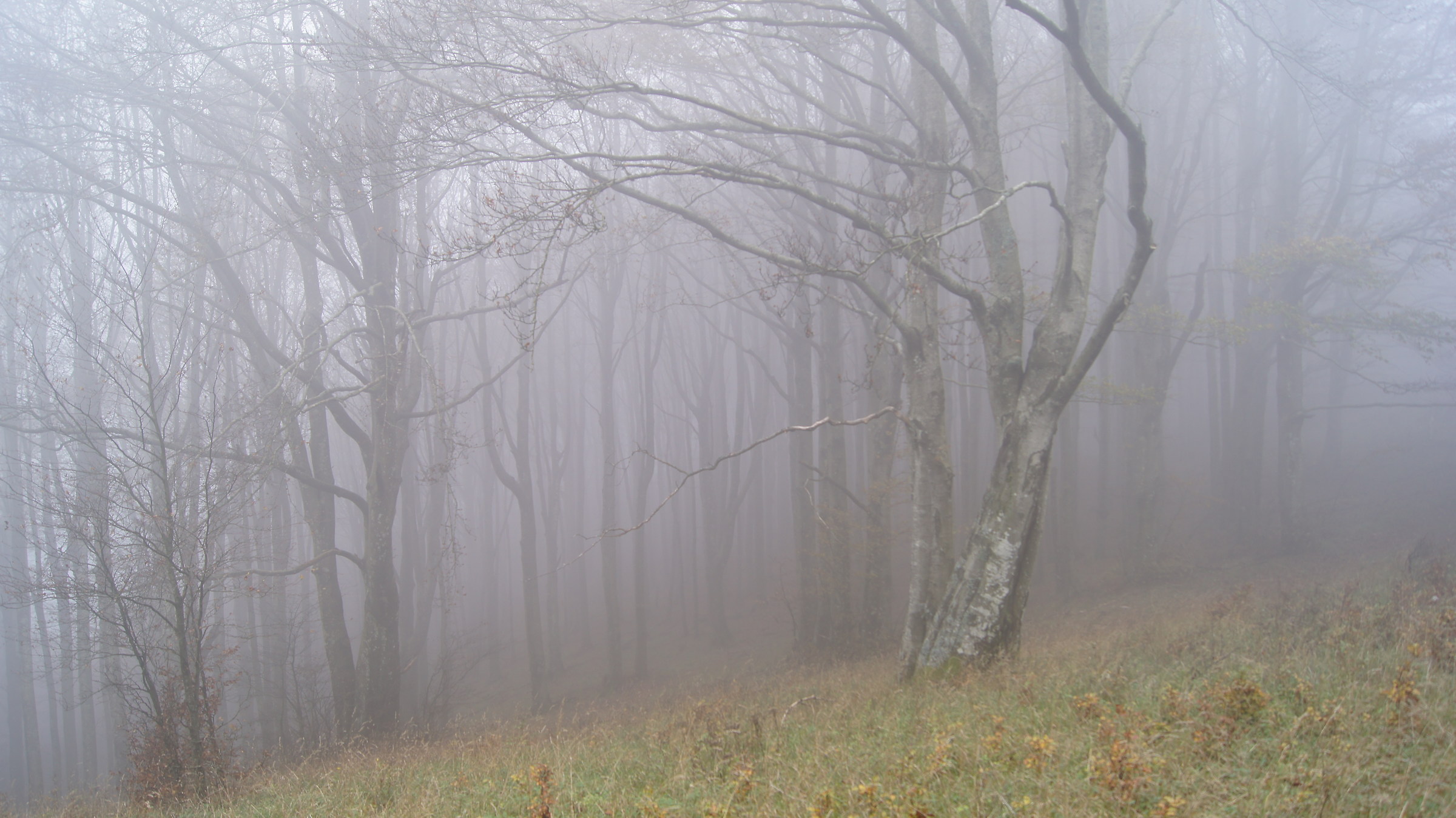 La magia della nebbia