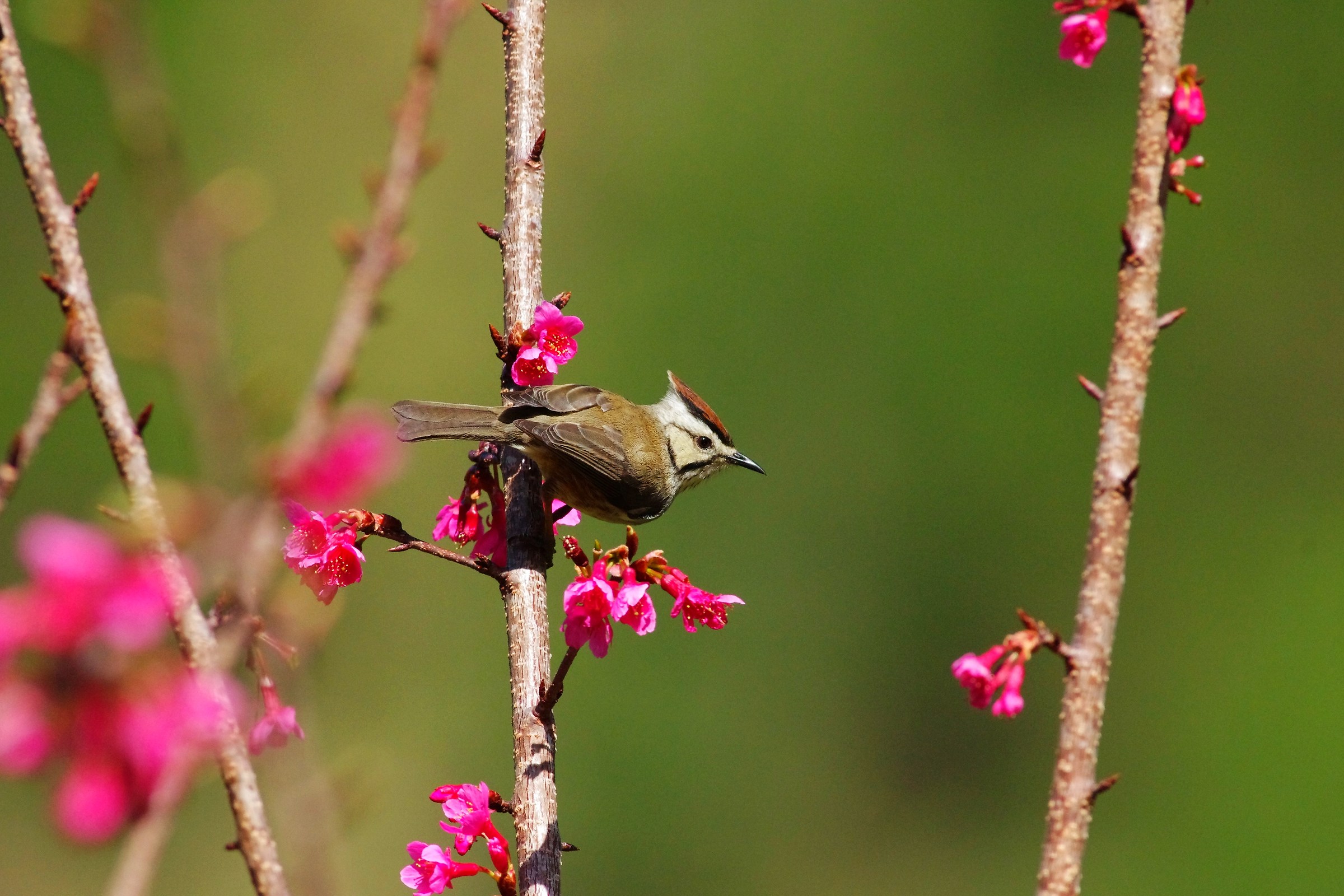 Taiwan Yuhina
