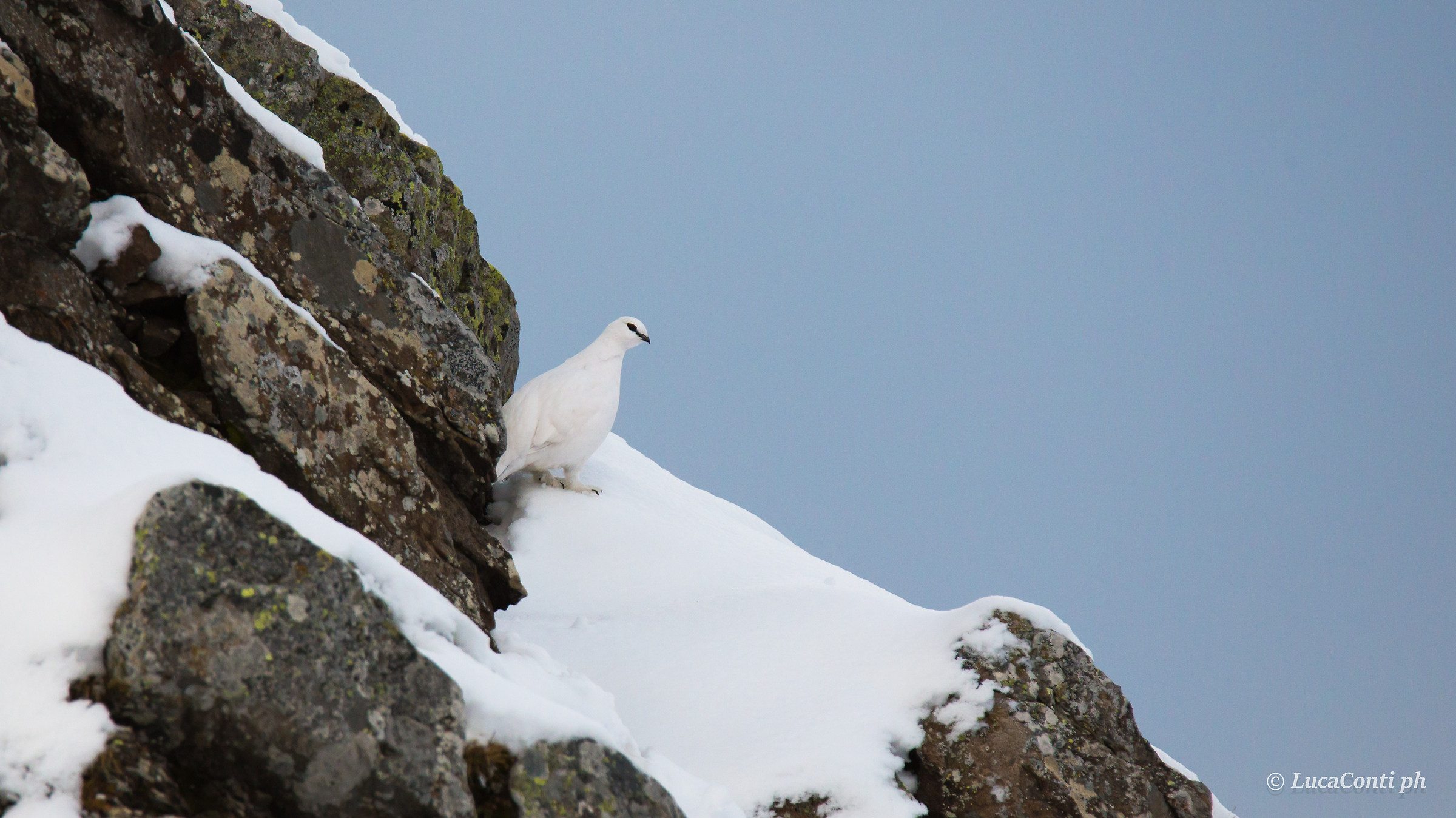 ptarmigan in Valsassina