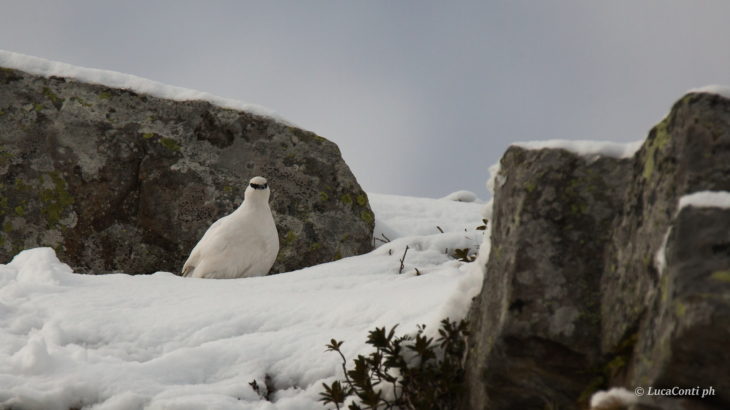 ptarmigan in Valsassina