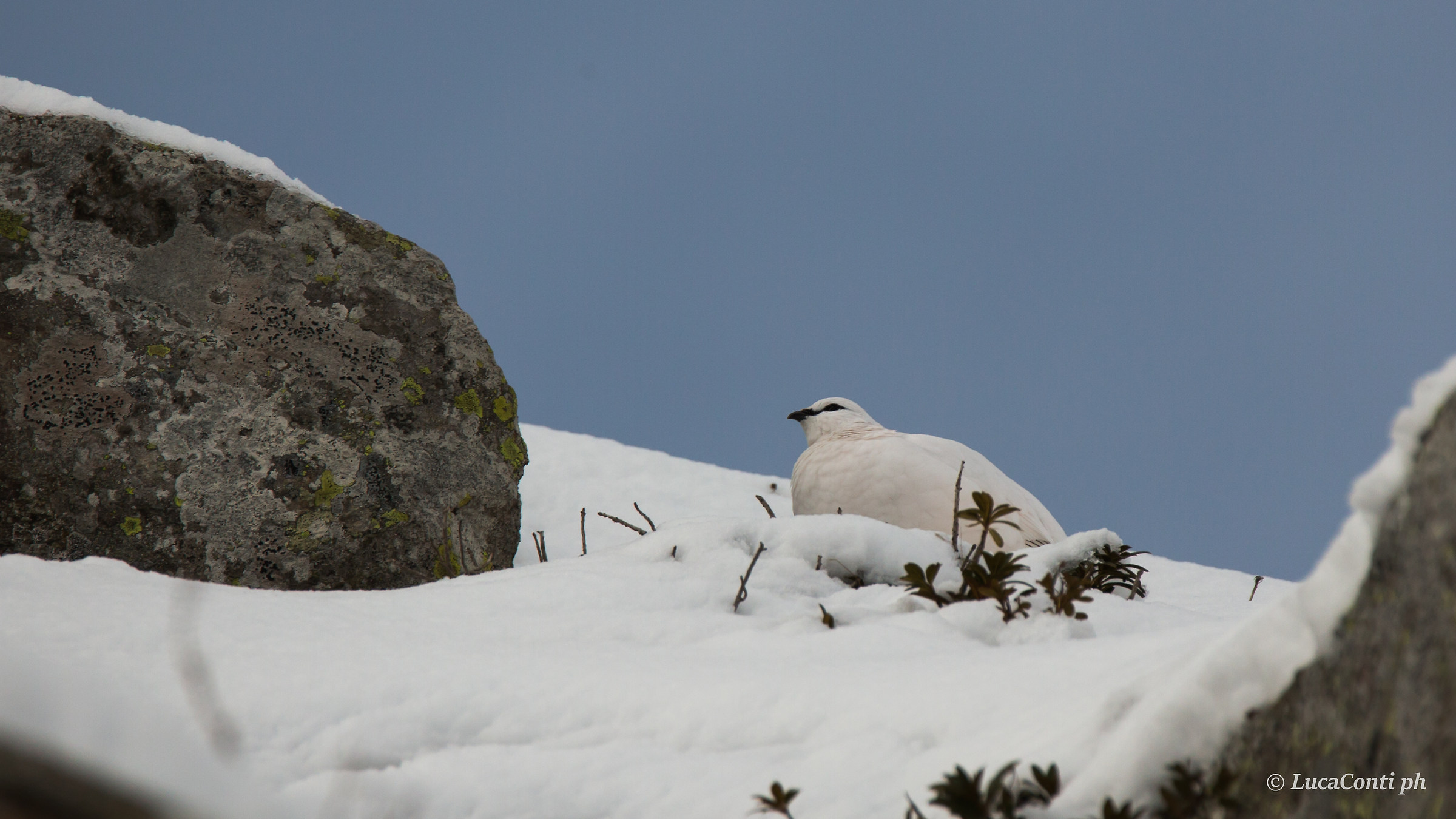 ptarmigan in Valsassina