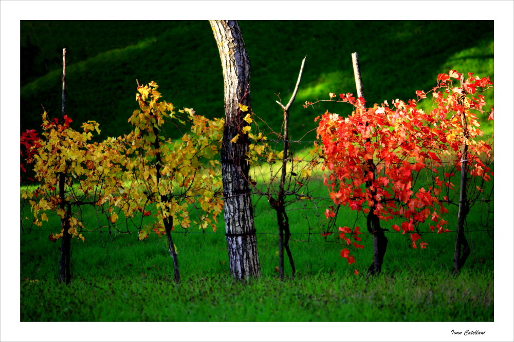 L'autunno dalle mie parti_1