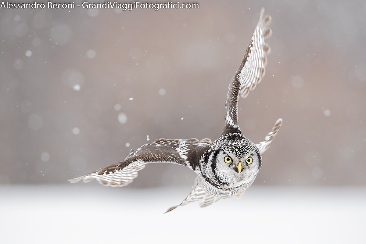 The flight dell'ulula