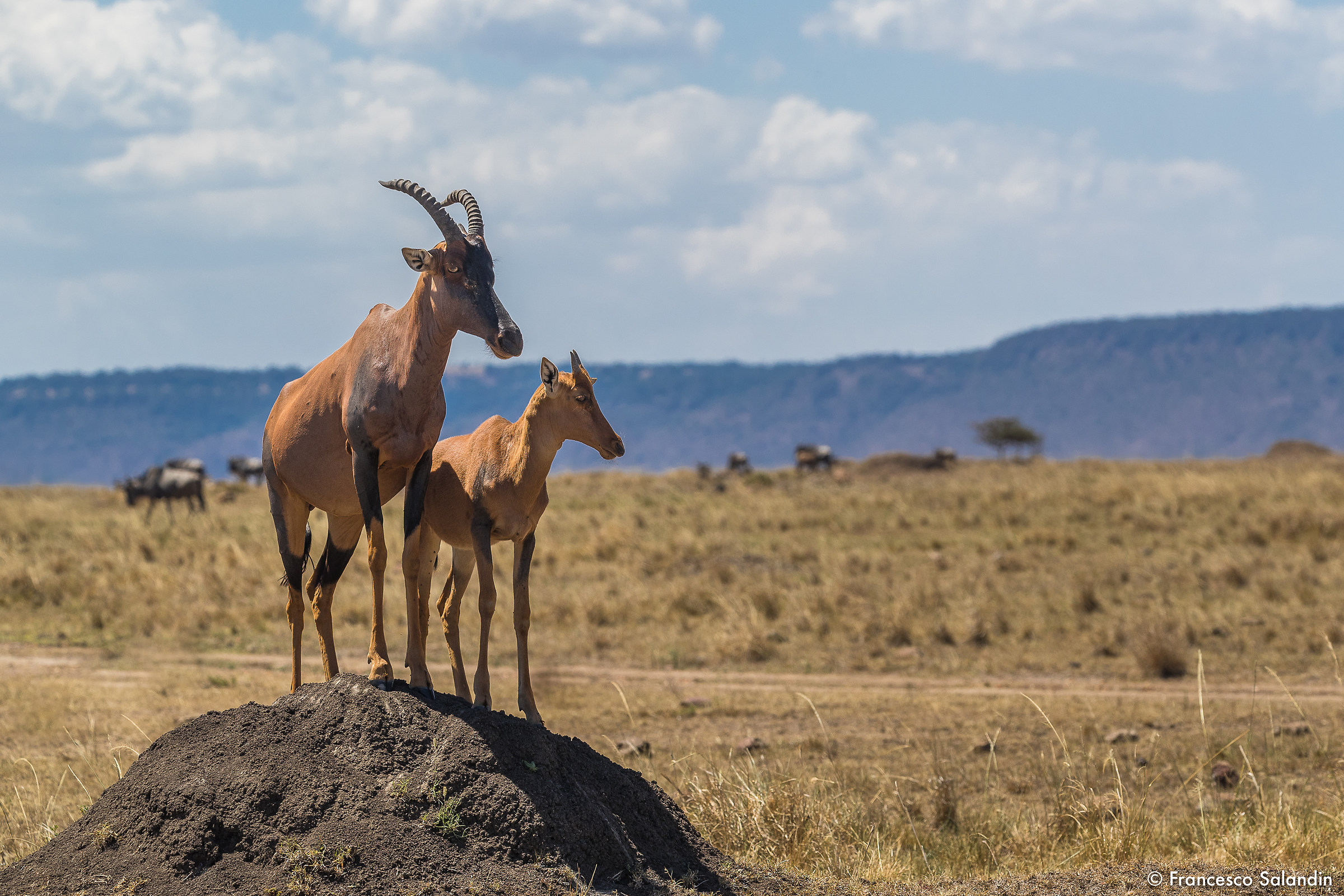 Topi o Damalisco comune