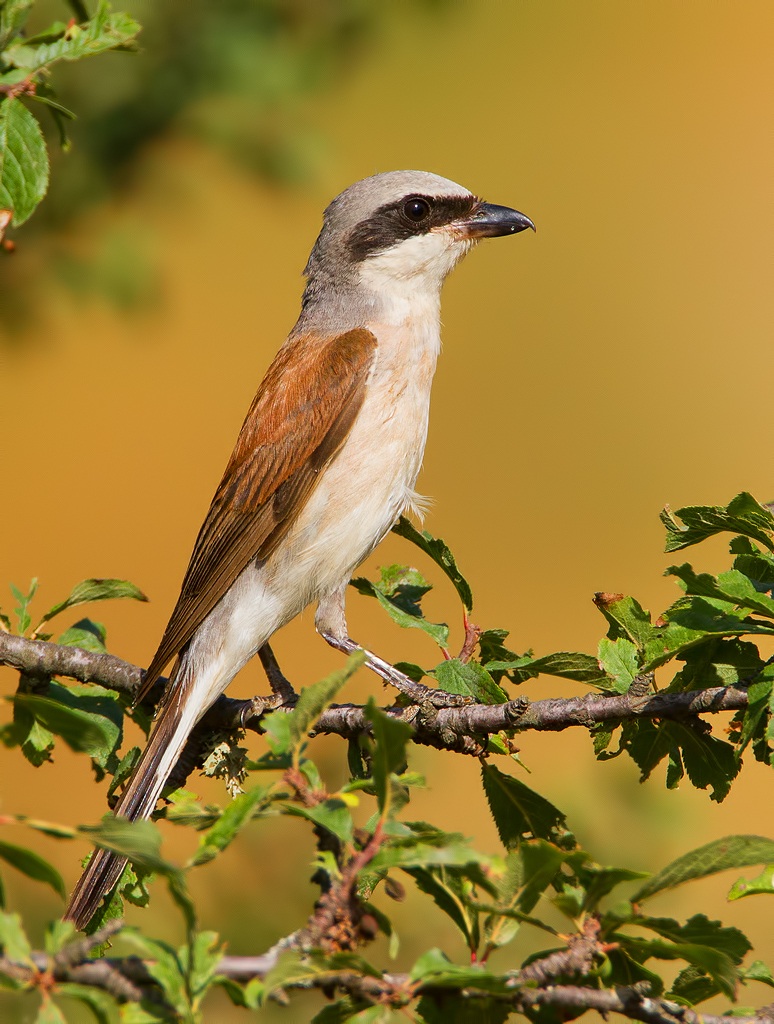 Shrike