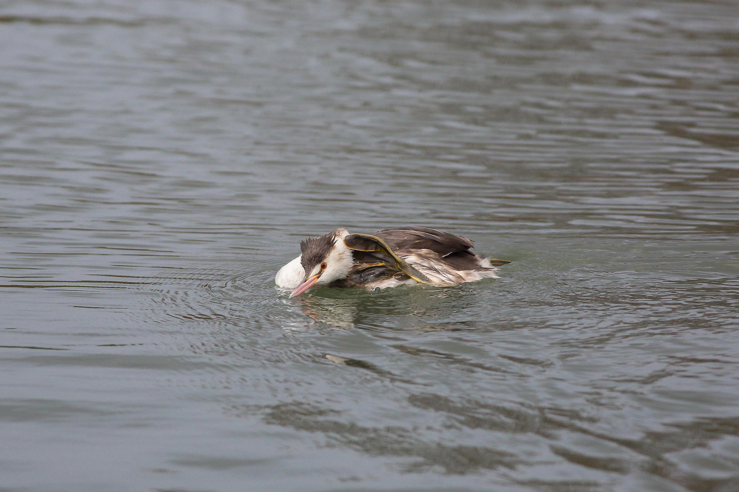 you like me? .... I do not capitooo !!!