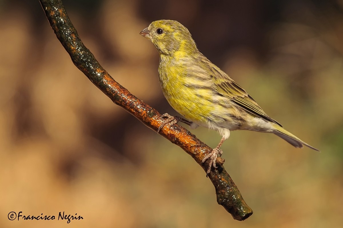 European serin