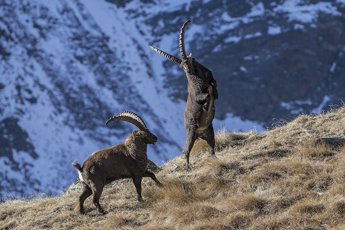 lotta per la supremazia