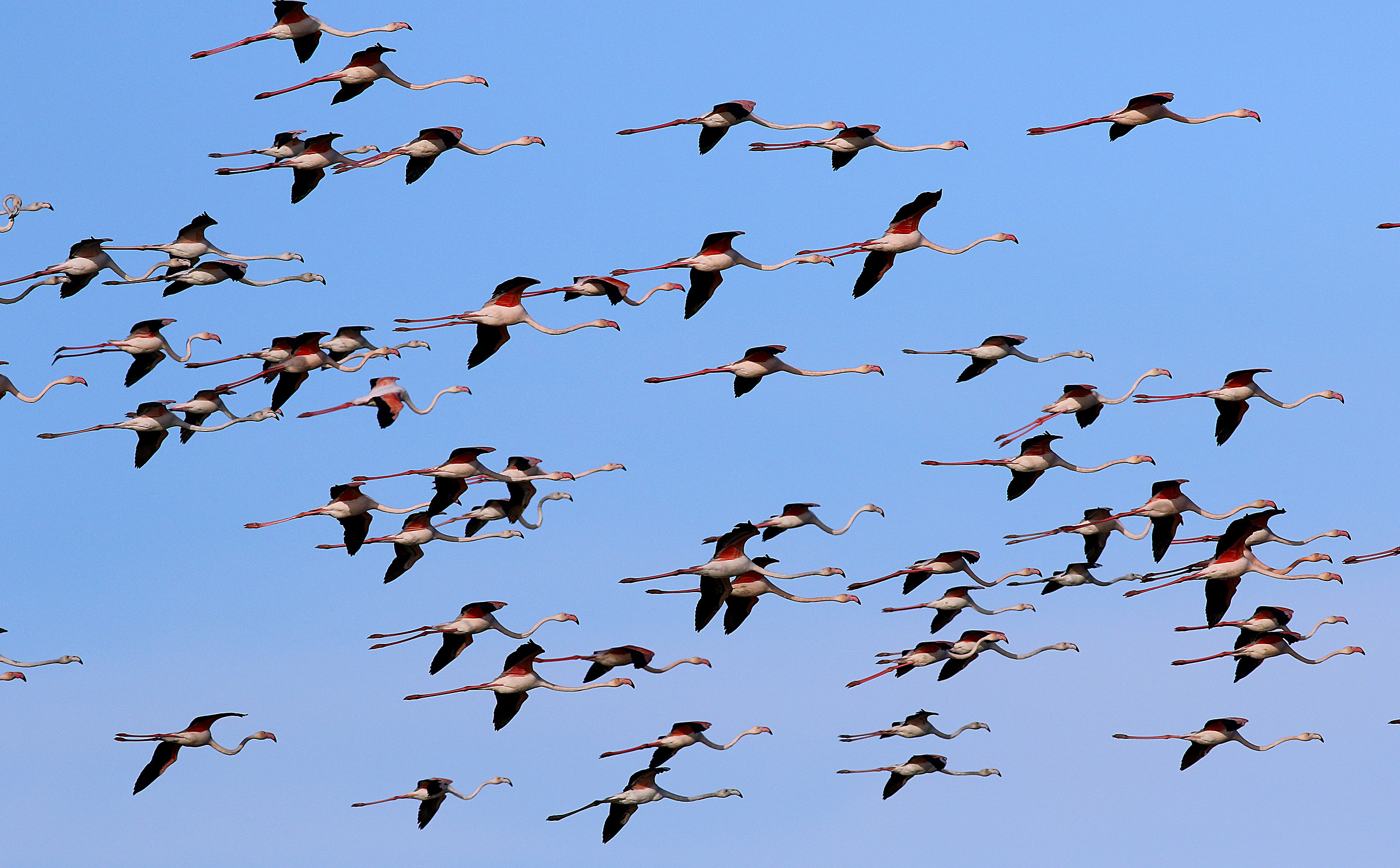 Fenicotteri di Sicilia.