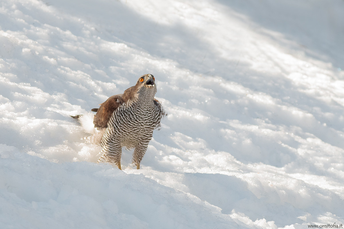 il ruggito dell' Astore