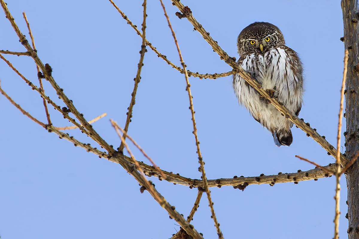 pygmy owl