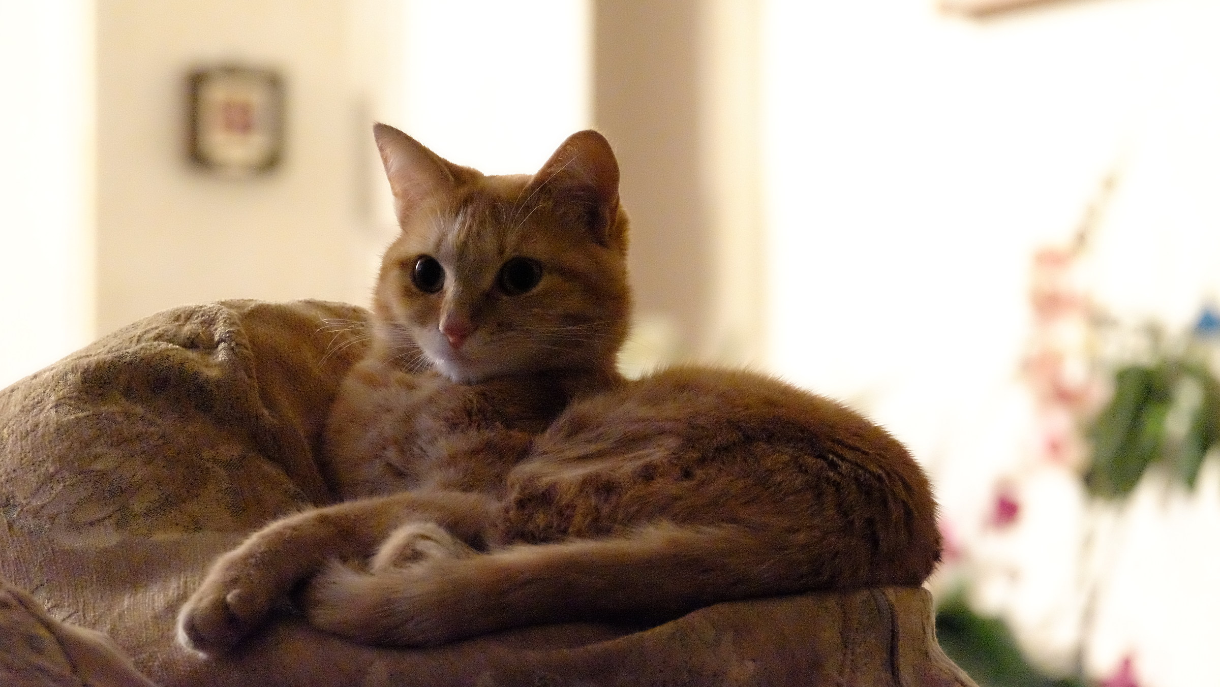 gattaccia