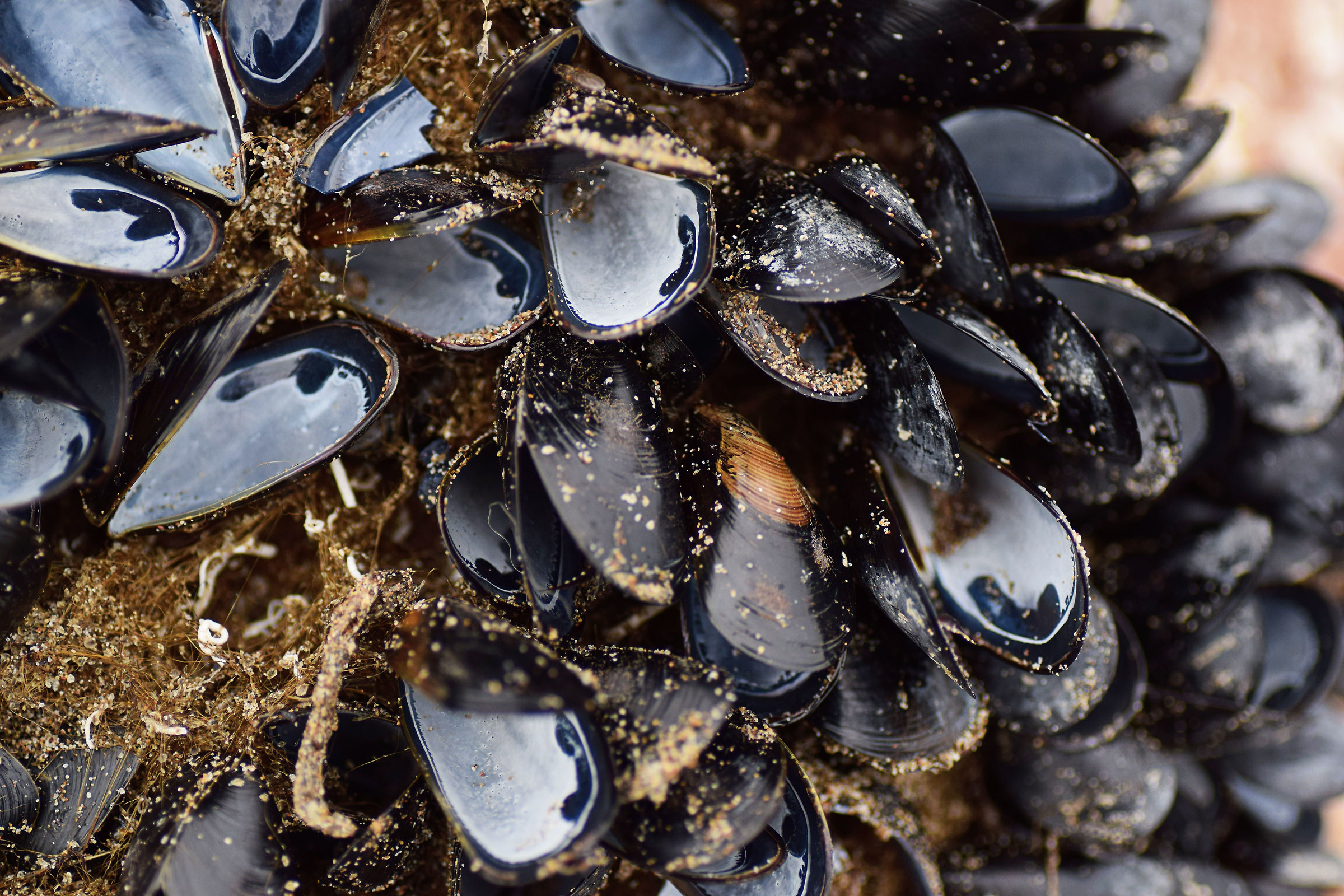 Mussels ...