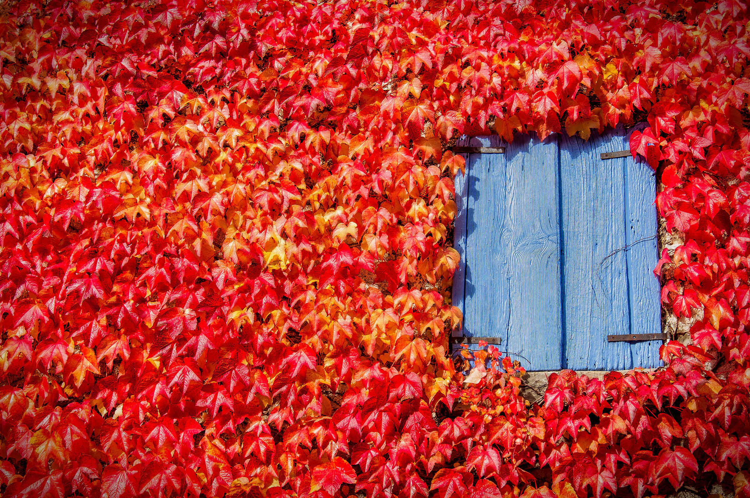 Window and leaves