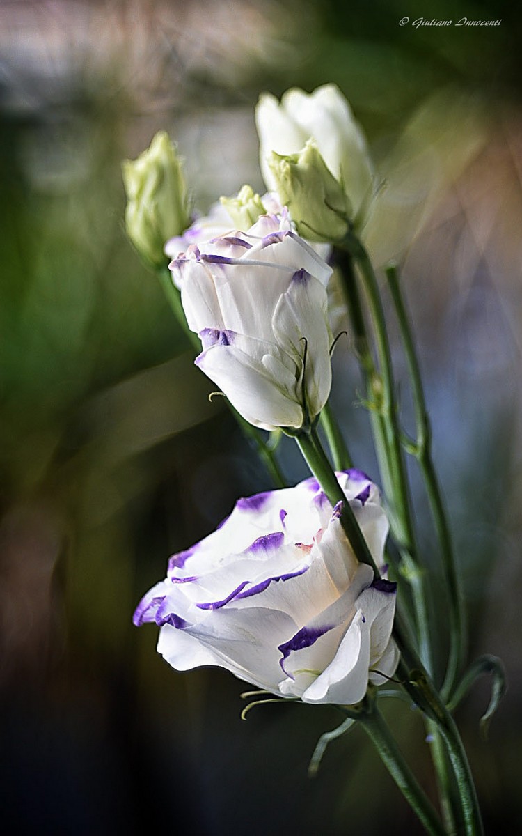 Lisianthus blue and white