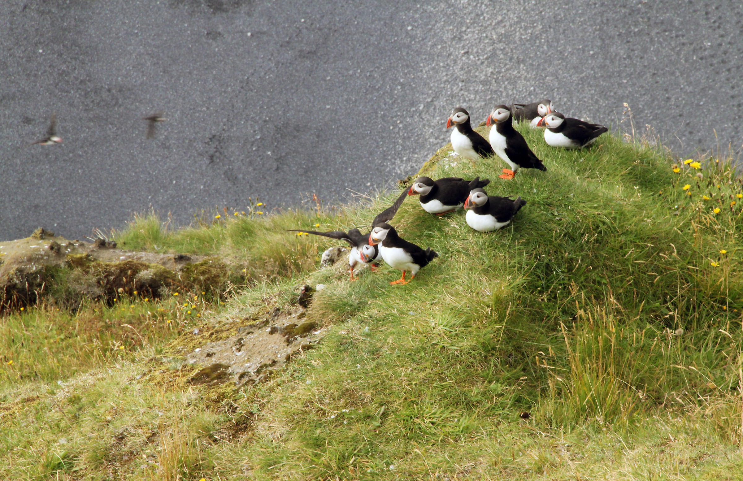 Iceland - Puffins