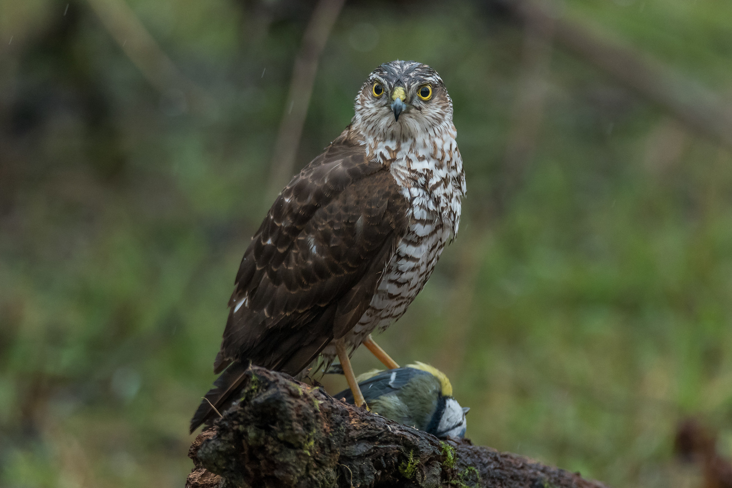 Sparviere - Oasi Cronovilla
