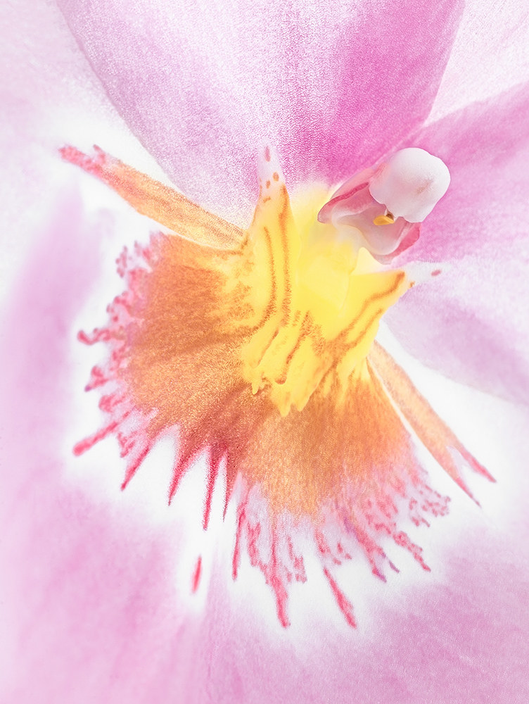 "Ballerina", modern art painting