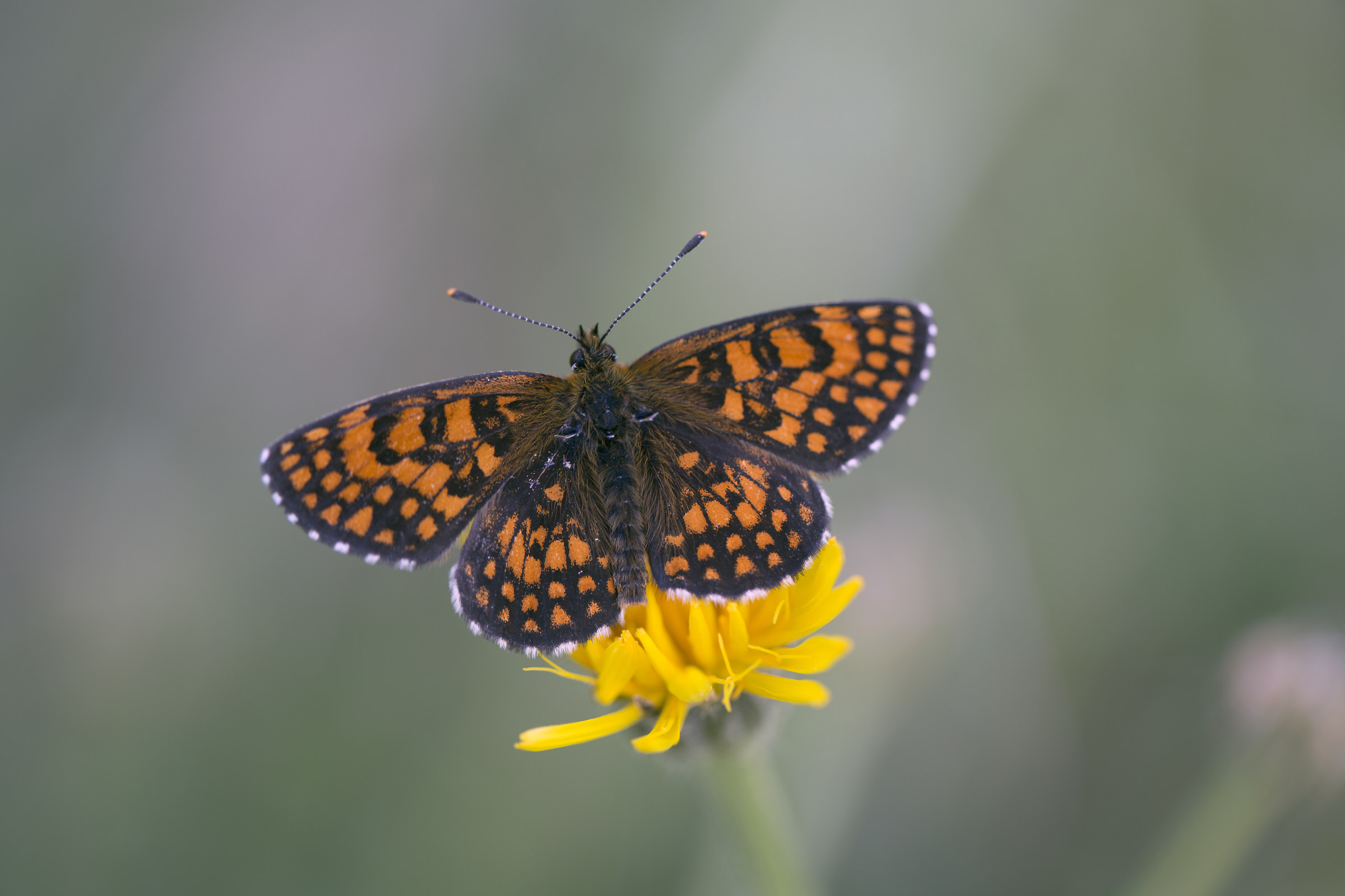 Melitaea celadusse