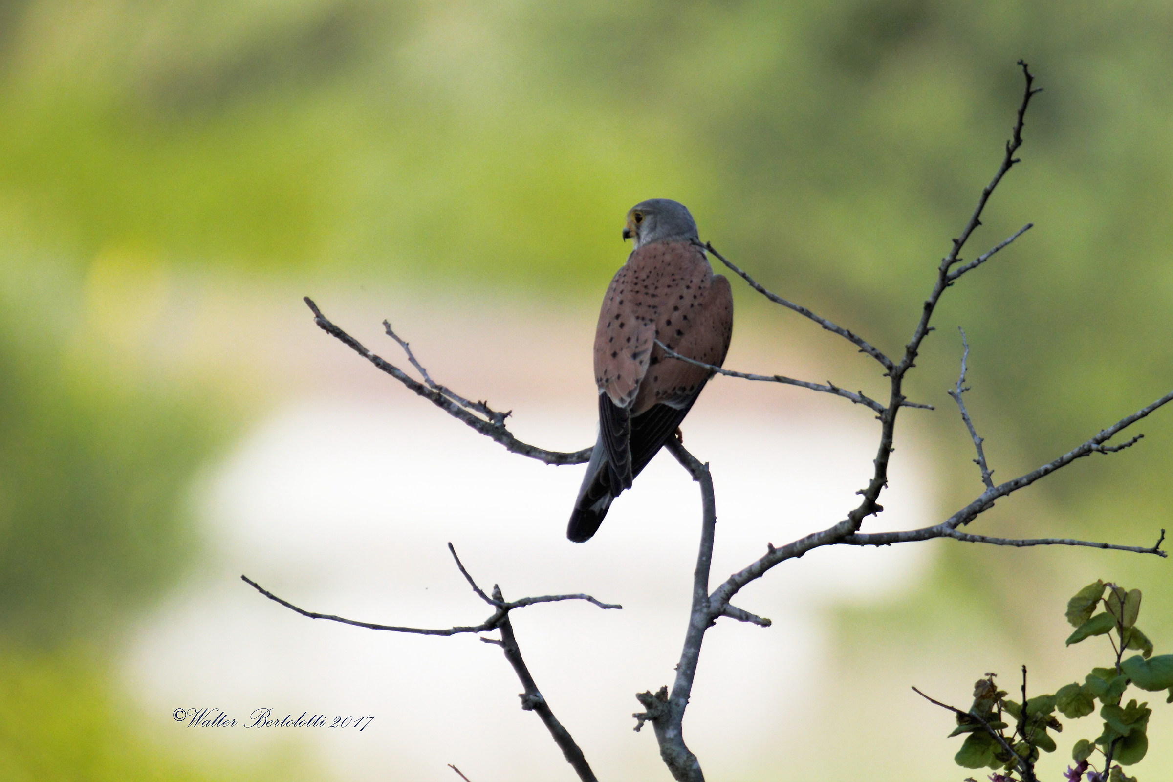 the kestrel good morning