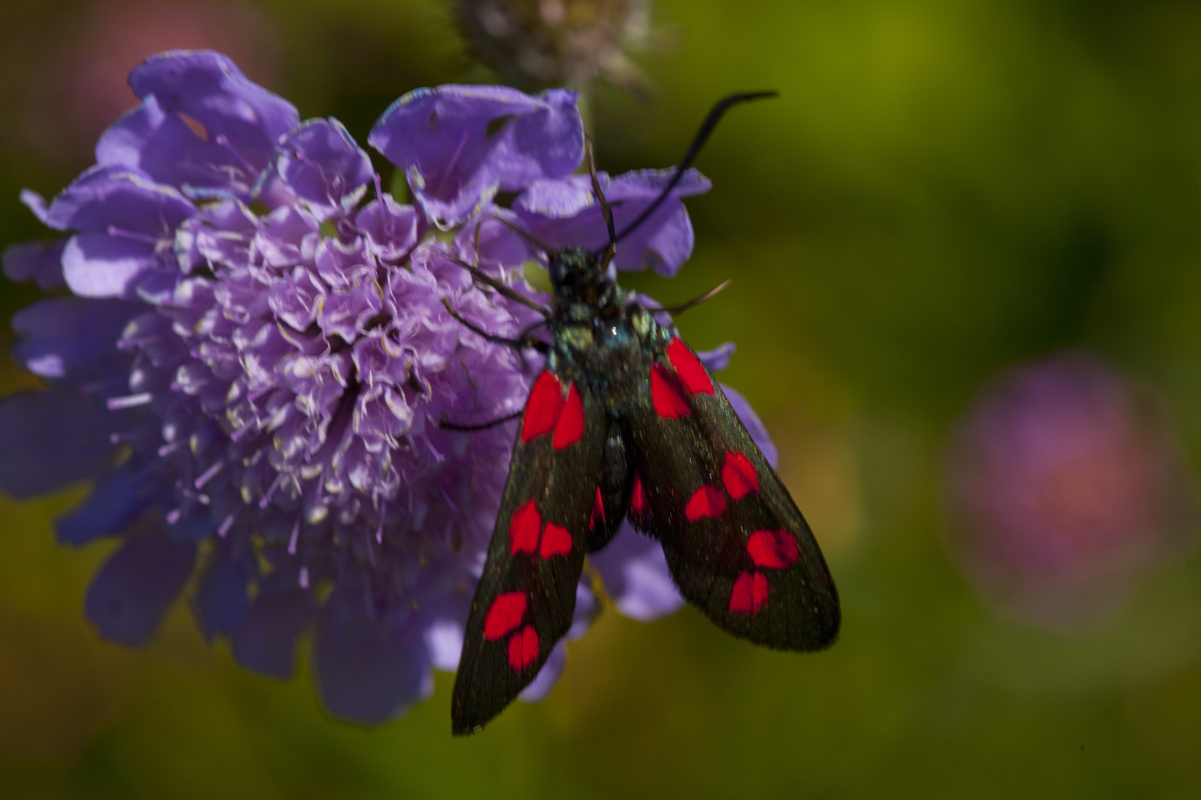 Zygaena filipendulae