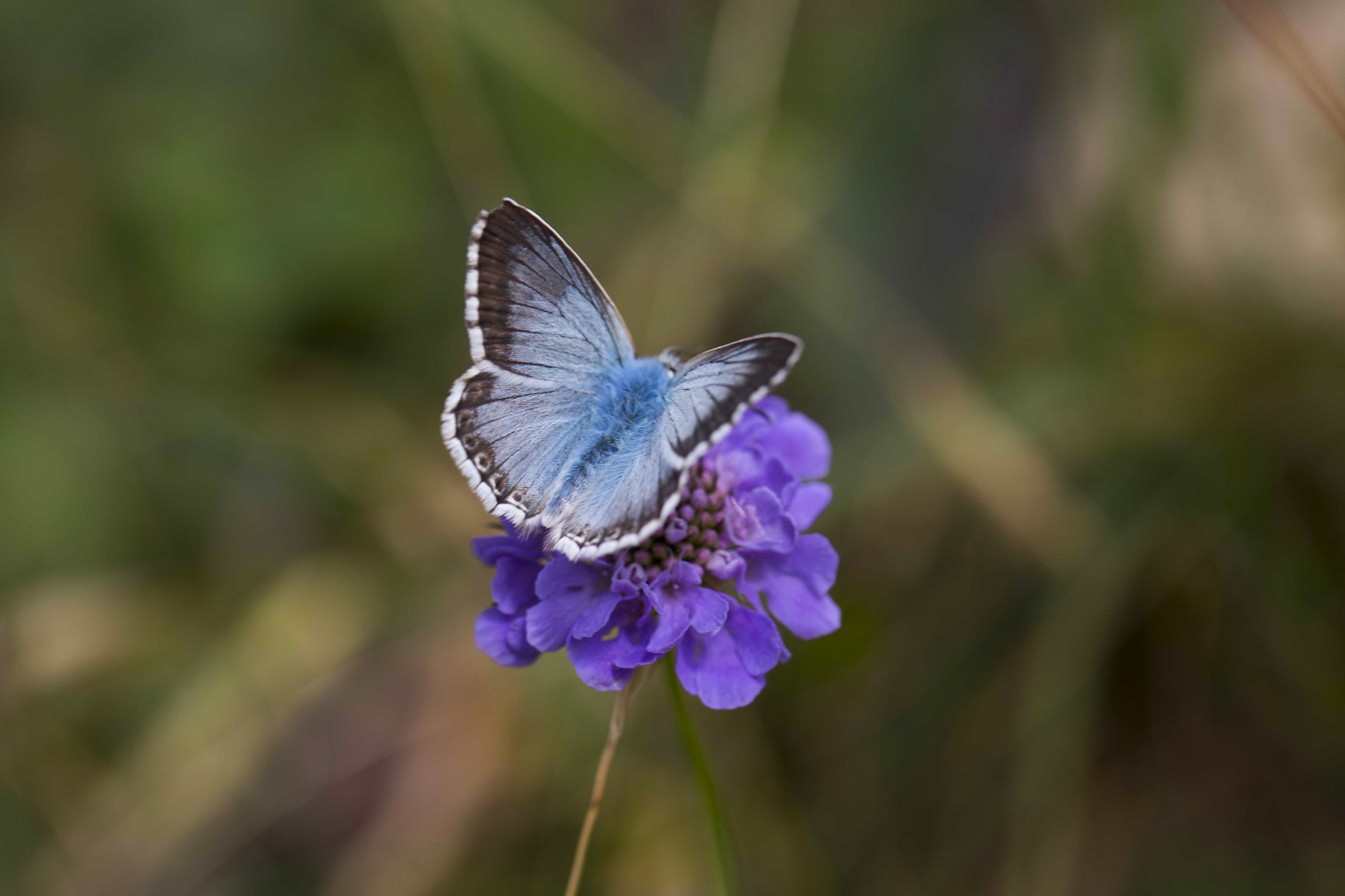 Cyaniris semiargus
