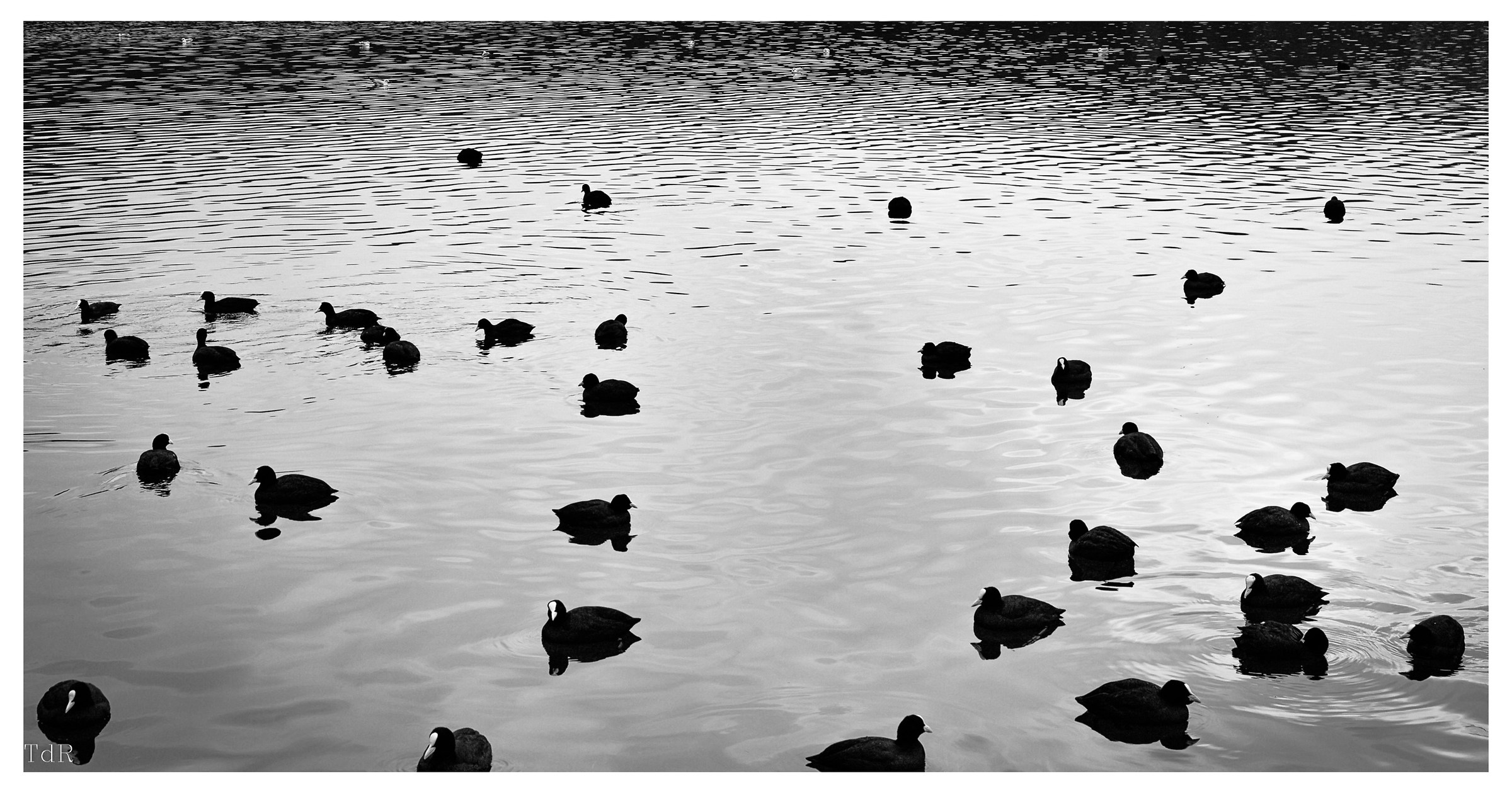 Birds at Lake Averno