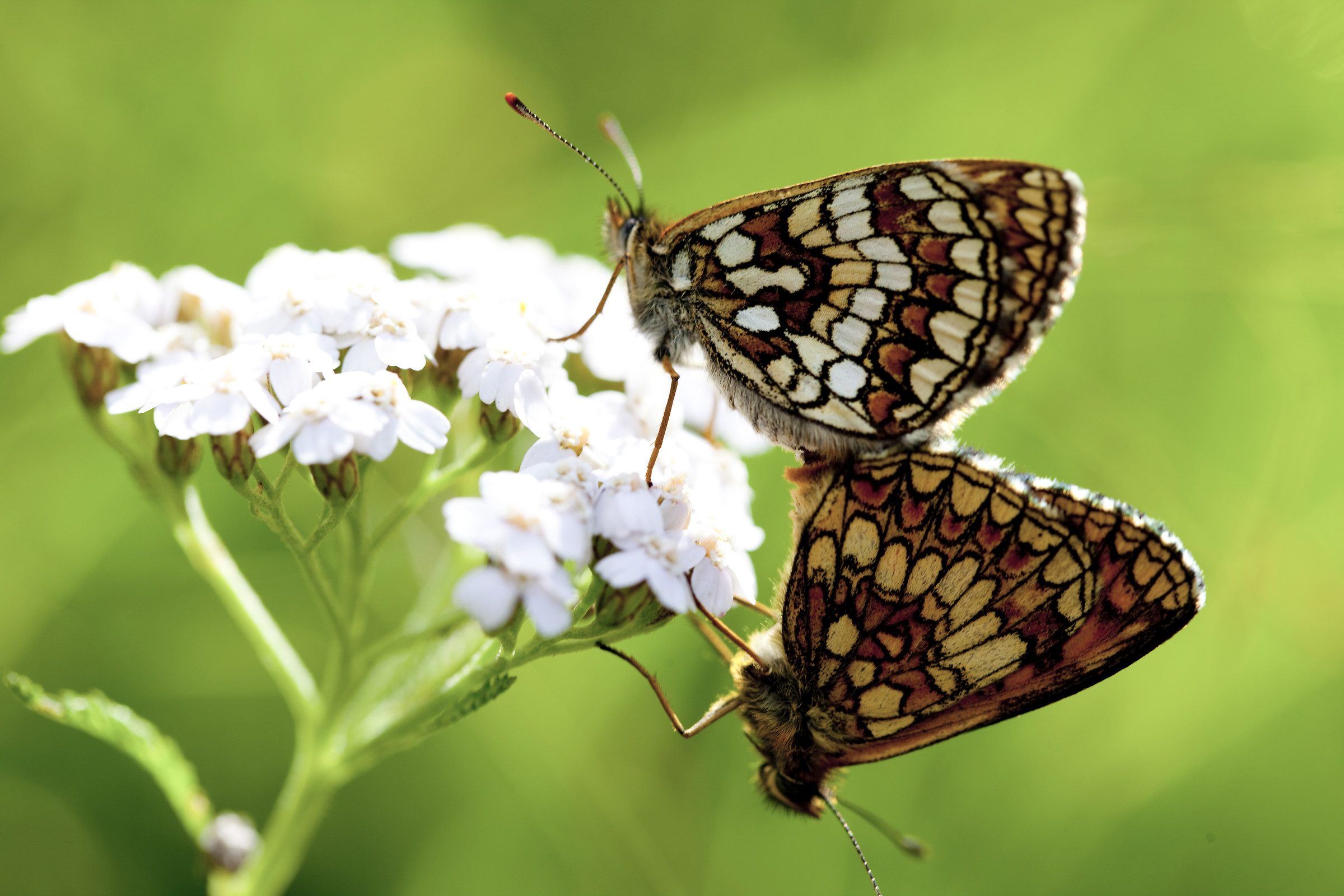 Accoppiamento - boloria