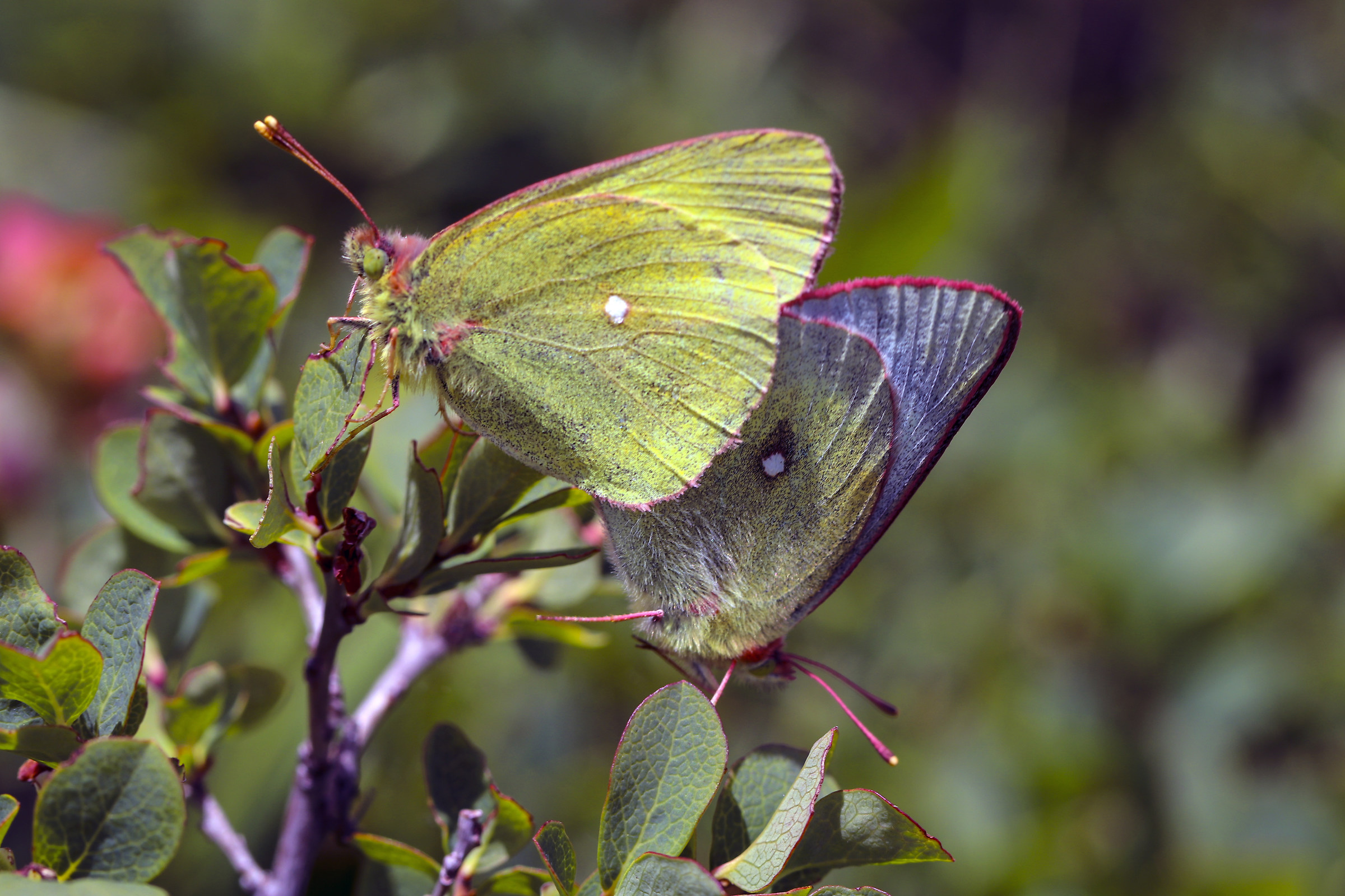 Accoppiamento  Colias