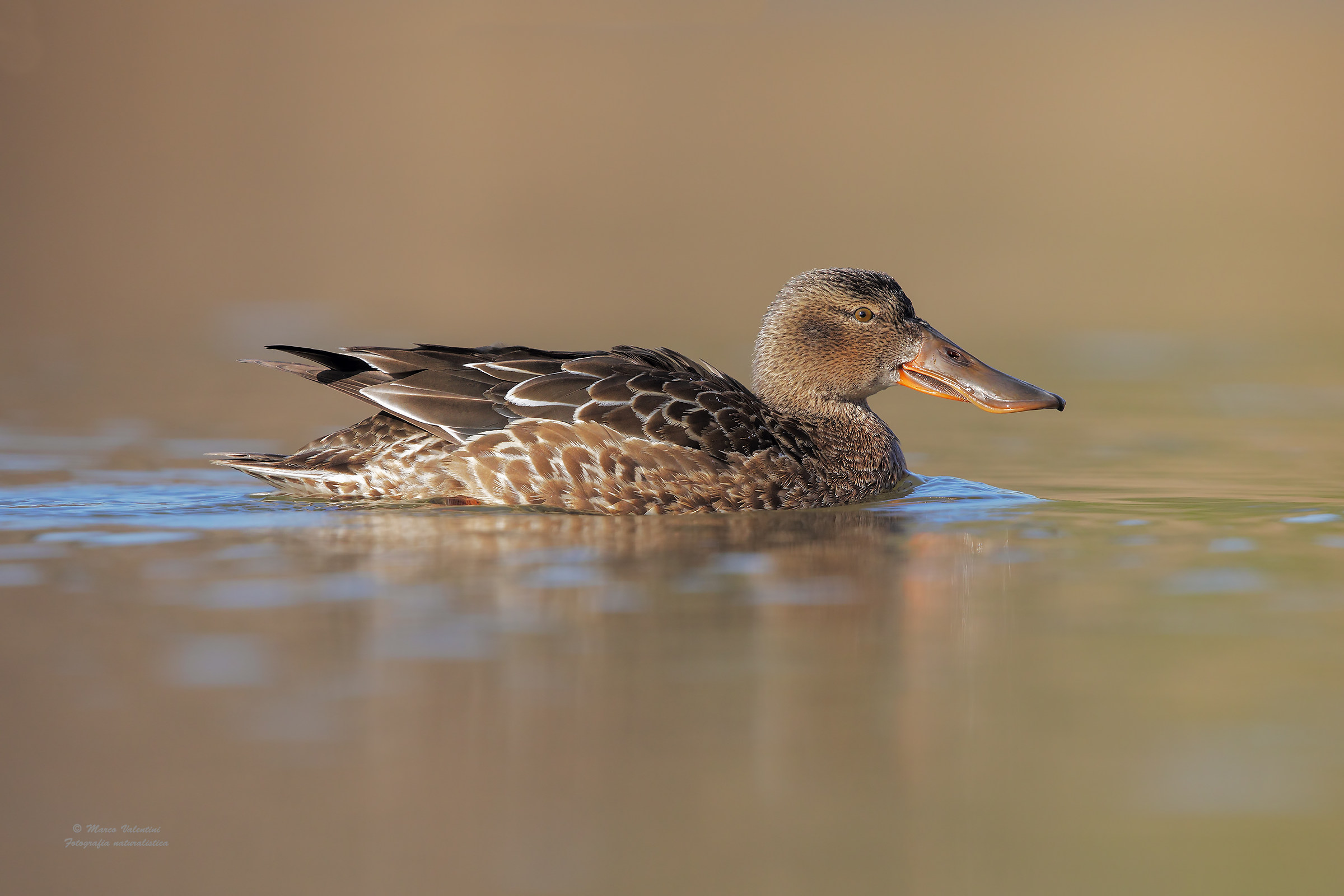 Shoveler female