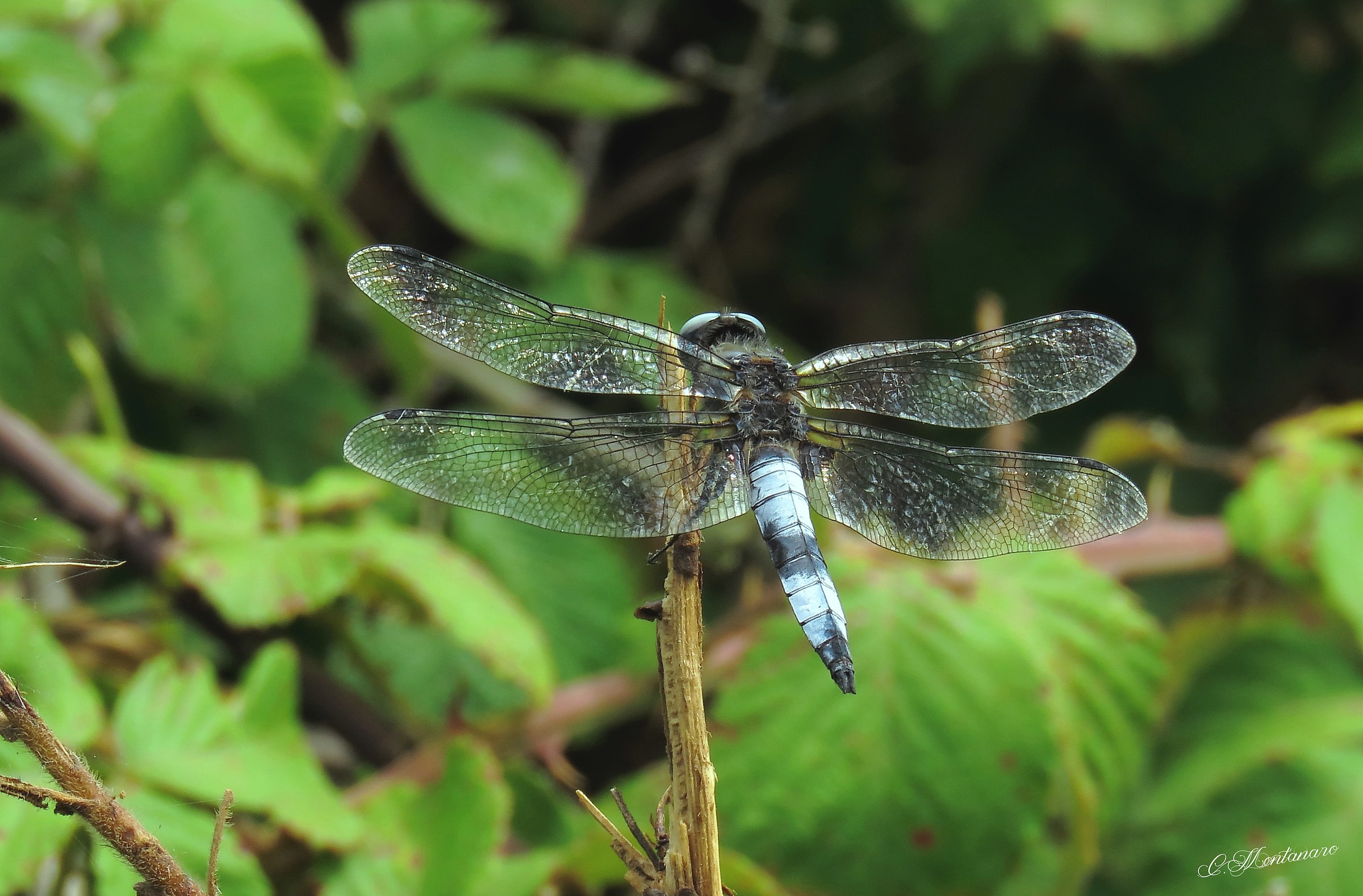 Dragonfly fulvaa