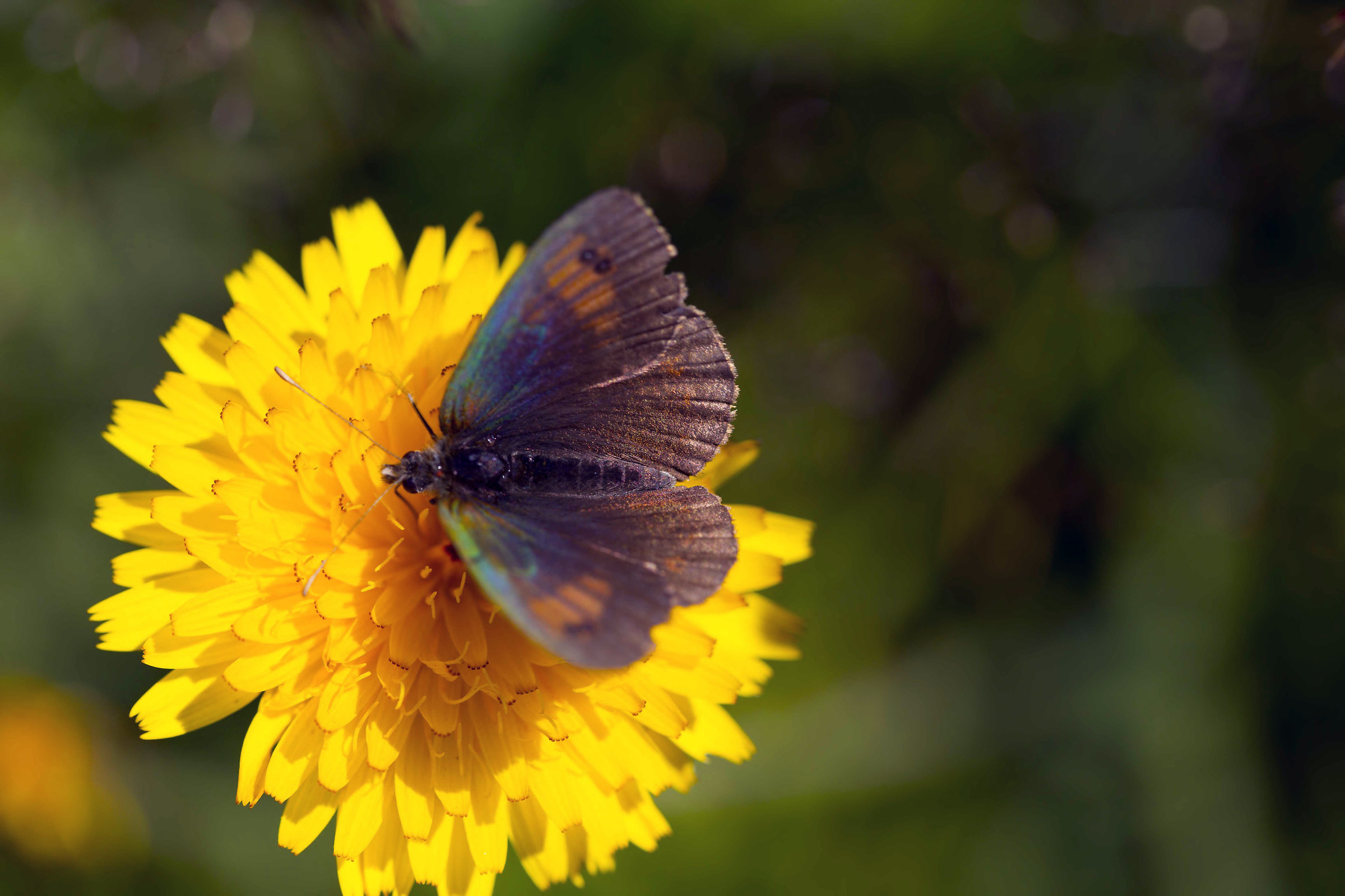i colori dell'arcobaleno