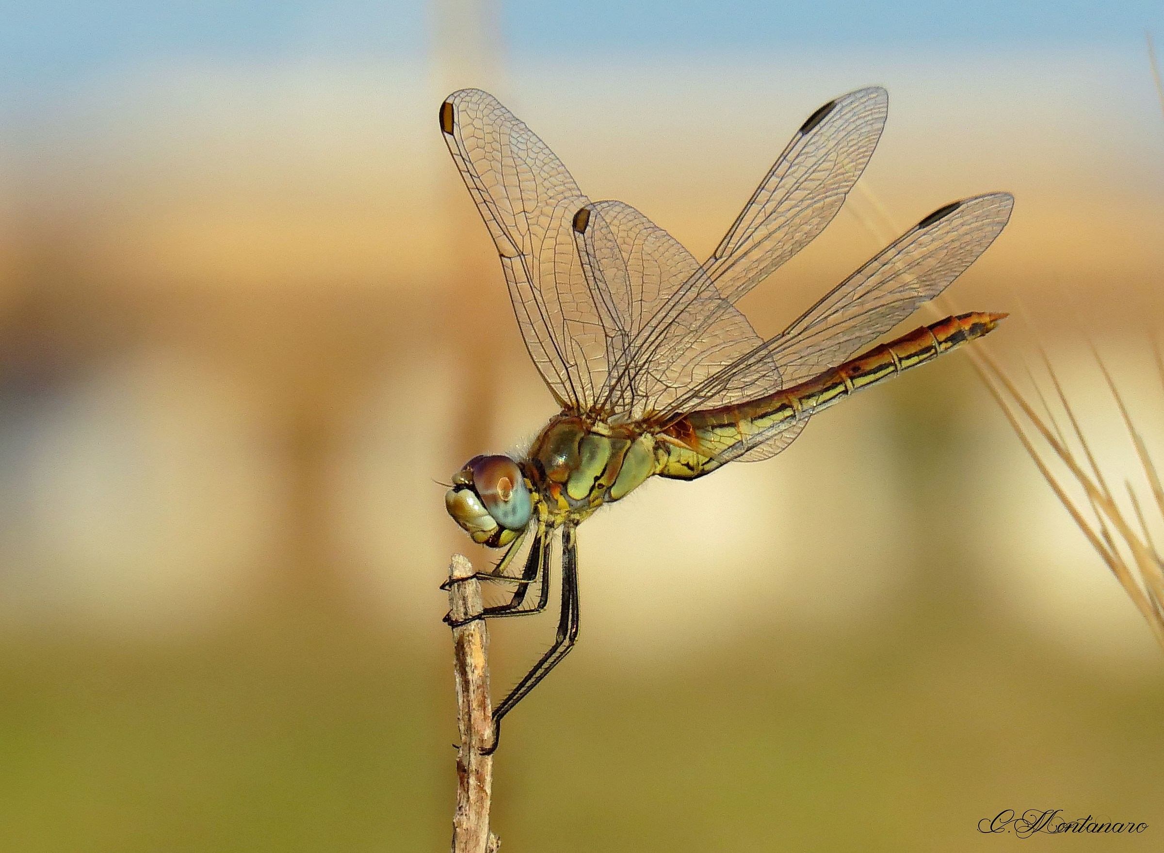 Sympetrum fonscolombii