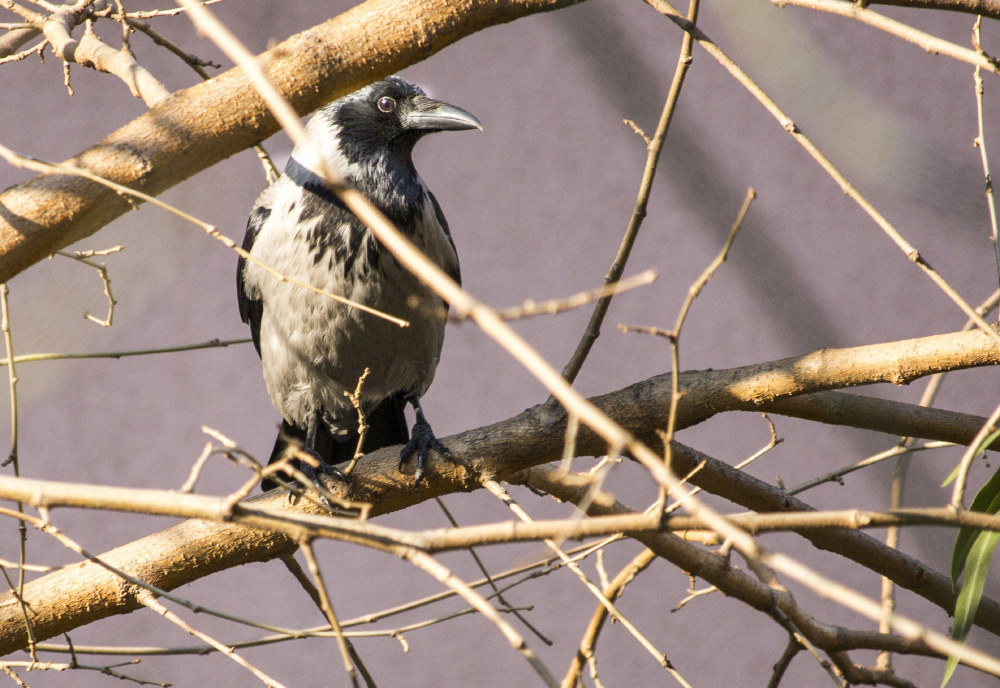 e' una cornacchia grigia?