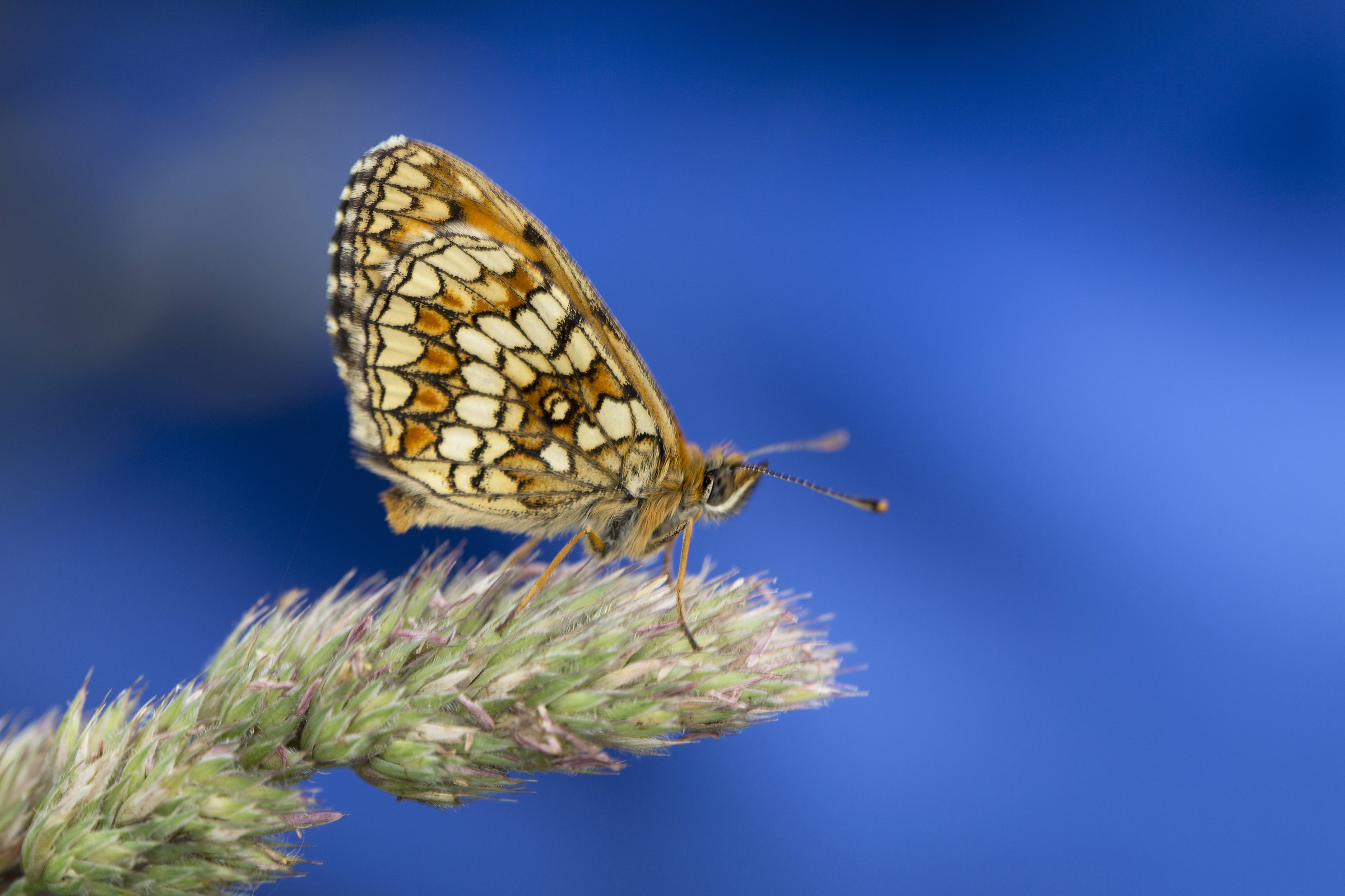 Boloria
