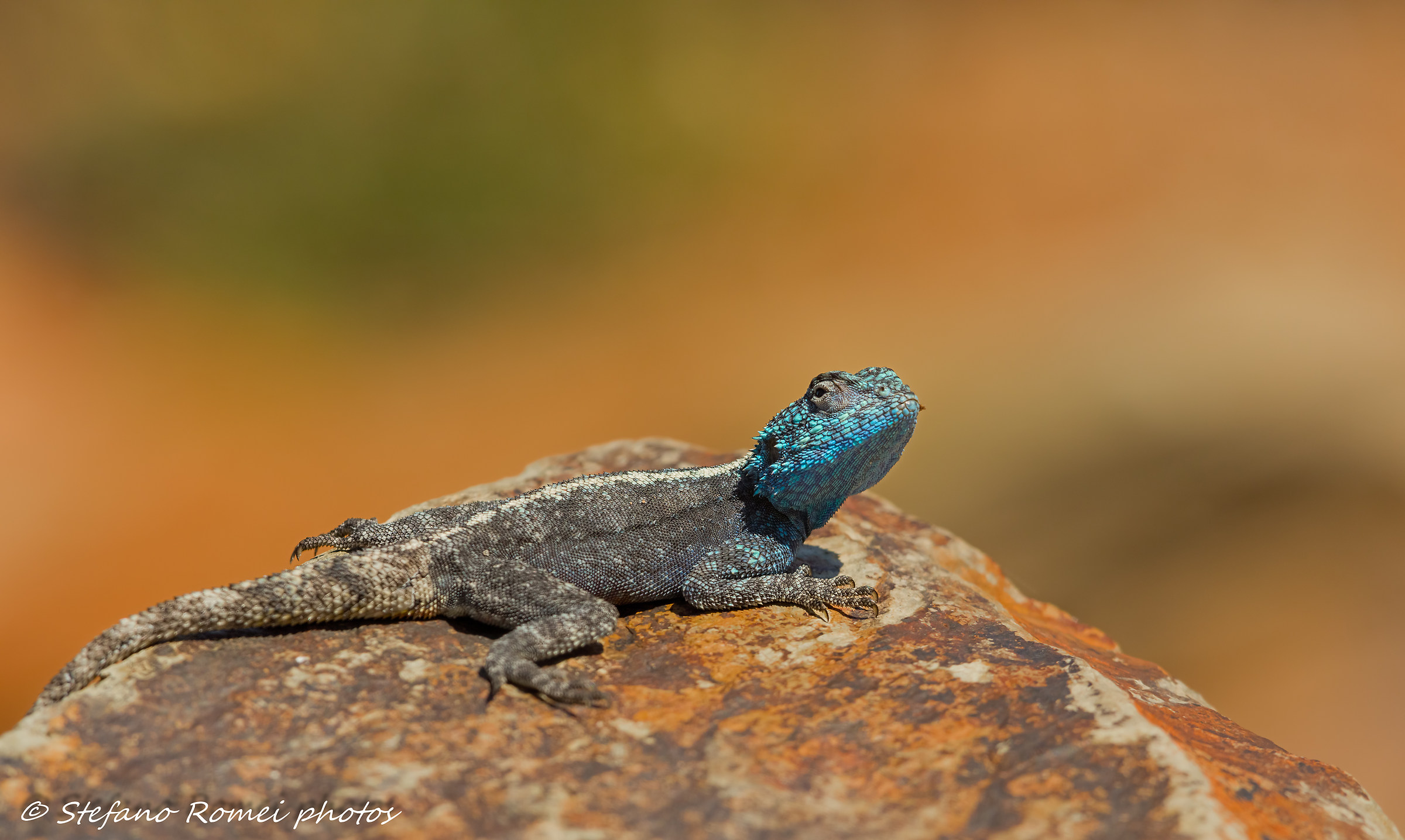 blue agama