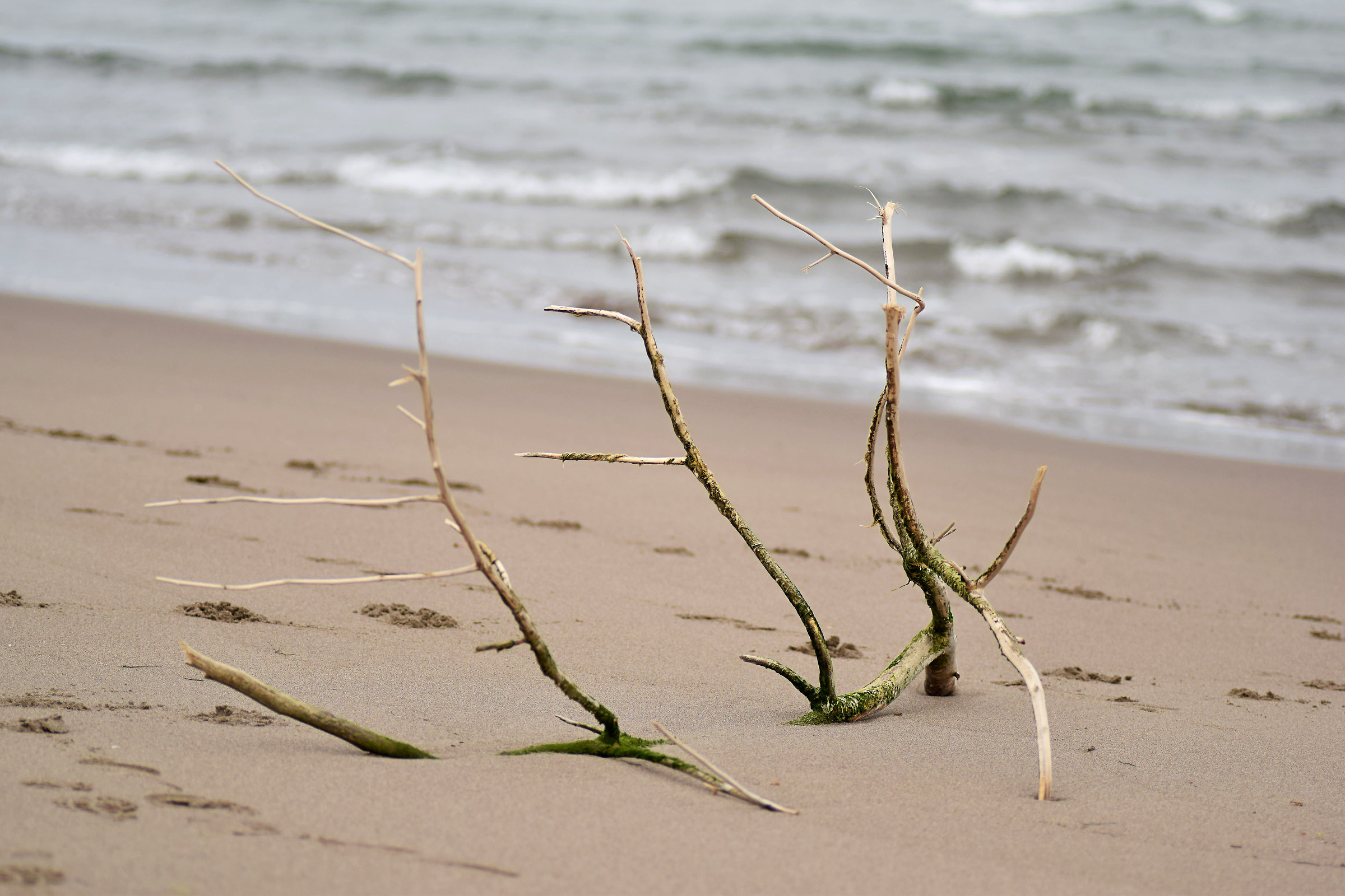 Branches on the beach