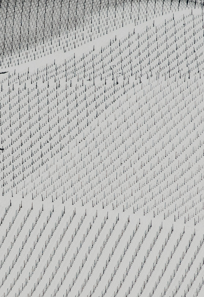 Quando il vino suona.