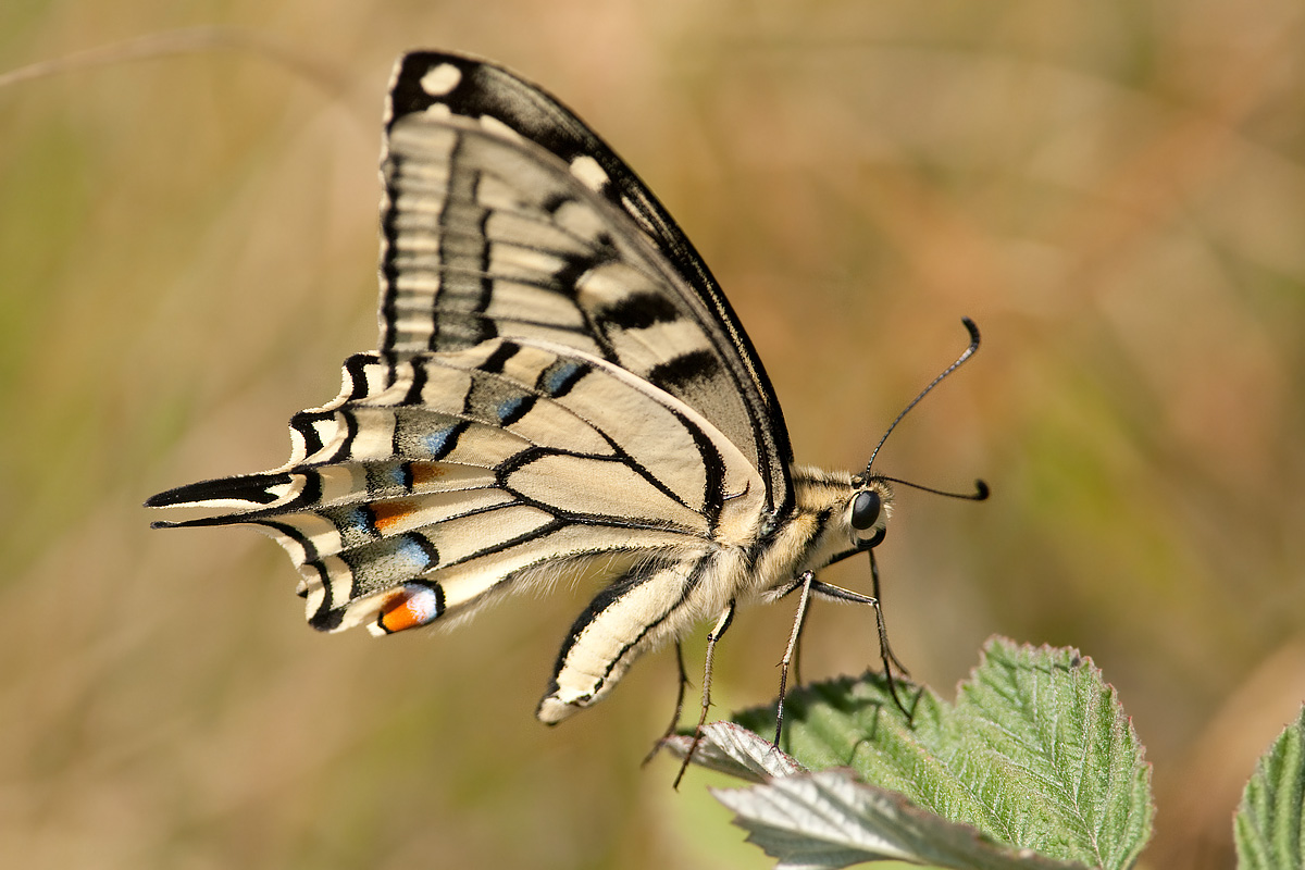 Papilio macaon