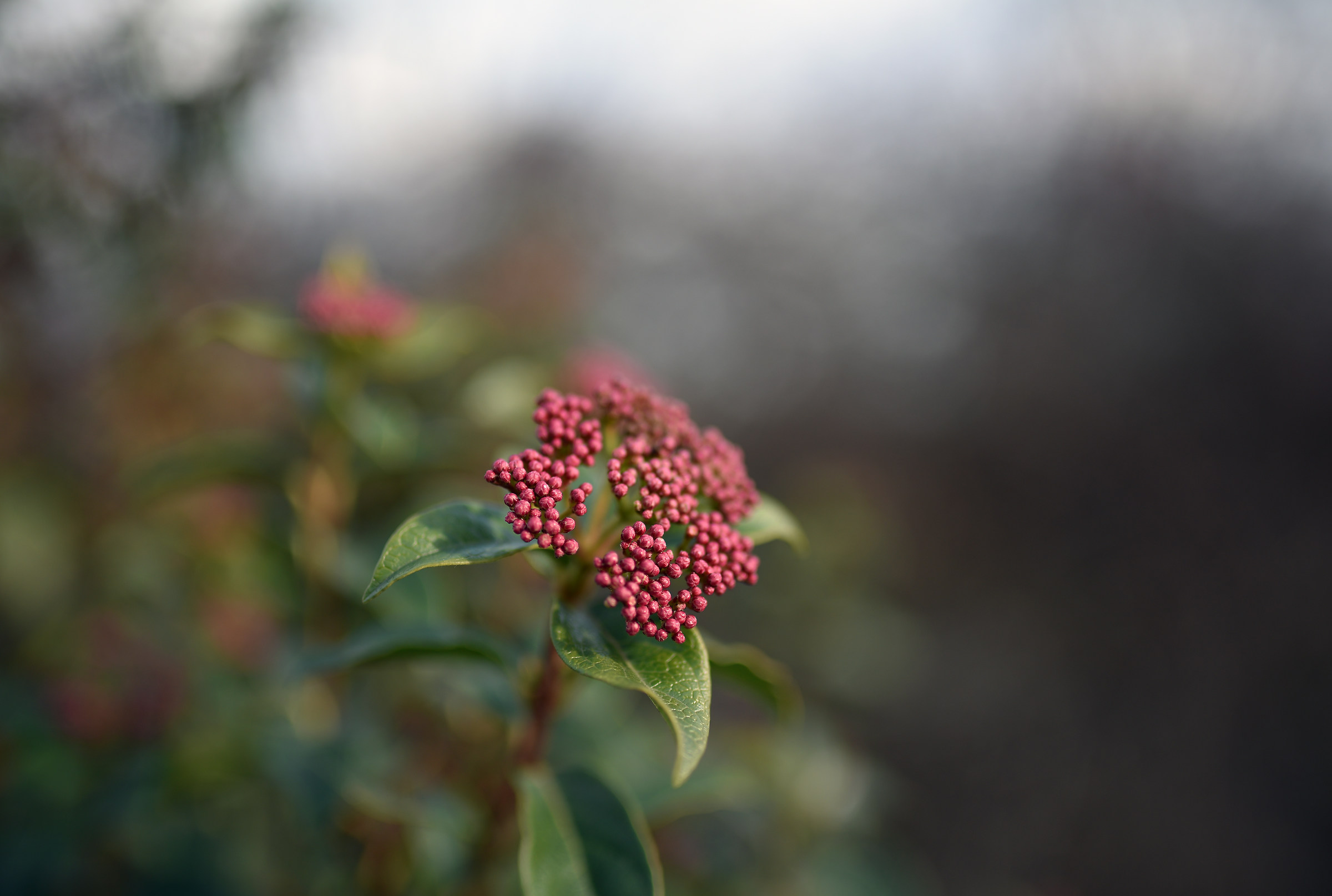 Test 35mm. Tamron to F1.8